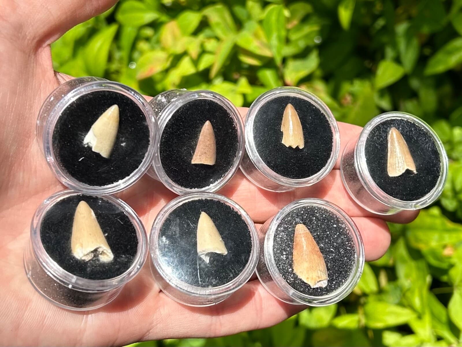 One MOSASAUR Tooth Dinosaur Teeth Fossils in Case ONE PER PURCHASE Morocco 2