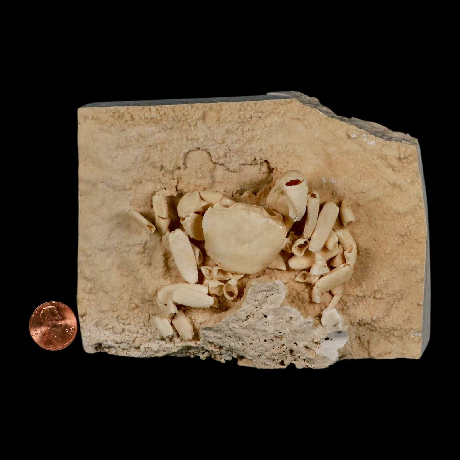 3.3" Potaman Sp Fossil Freshwater Crab In Travertine Denizli Basin Southwest 3