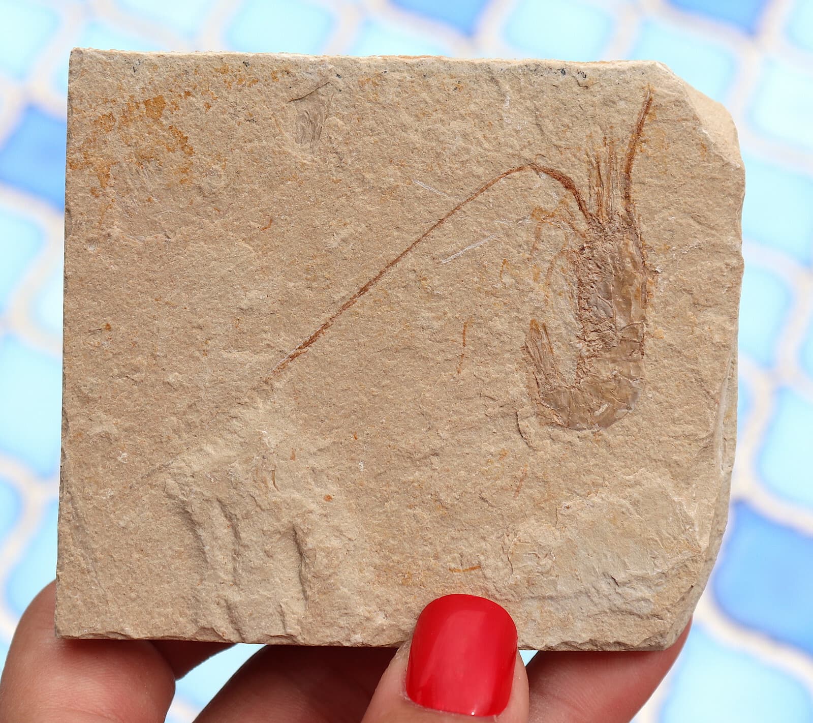 Fossil Shrimp From Solnhofen Germany  Jurassic 8.5 Cm's 5
