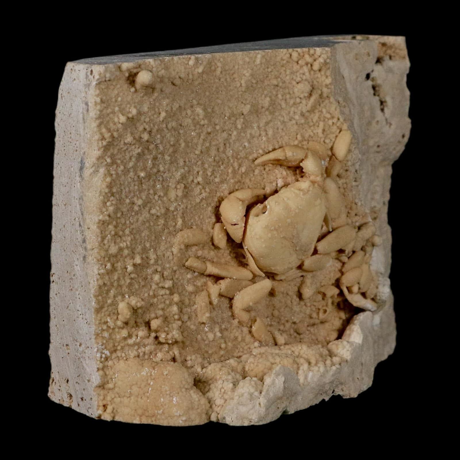 2.3" Potaman Sp Fossil Freshwater Crab In Travertine Denizli Basin Southwest 6
