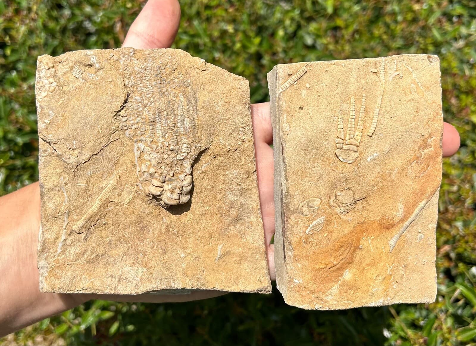 Crinoid Fossils in Matrix LOT OF 2 Alabama Bangor Limestone Formation