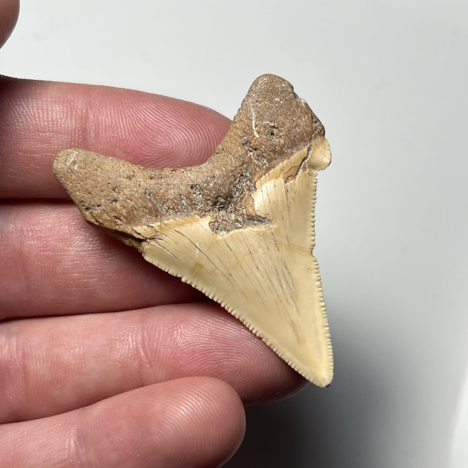 2.05” FEEDING DAMAGE ANGUSTIDENS SHARK TOOTH FOSSIL SUMMERVILLE, SC 4
