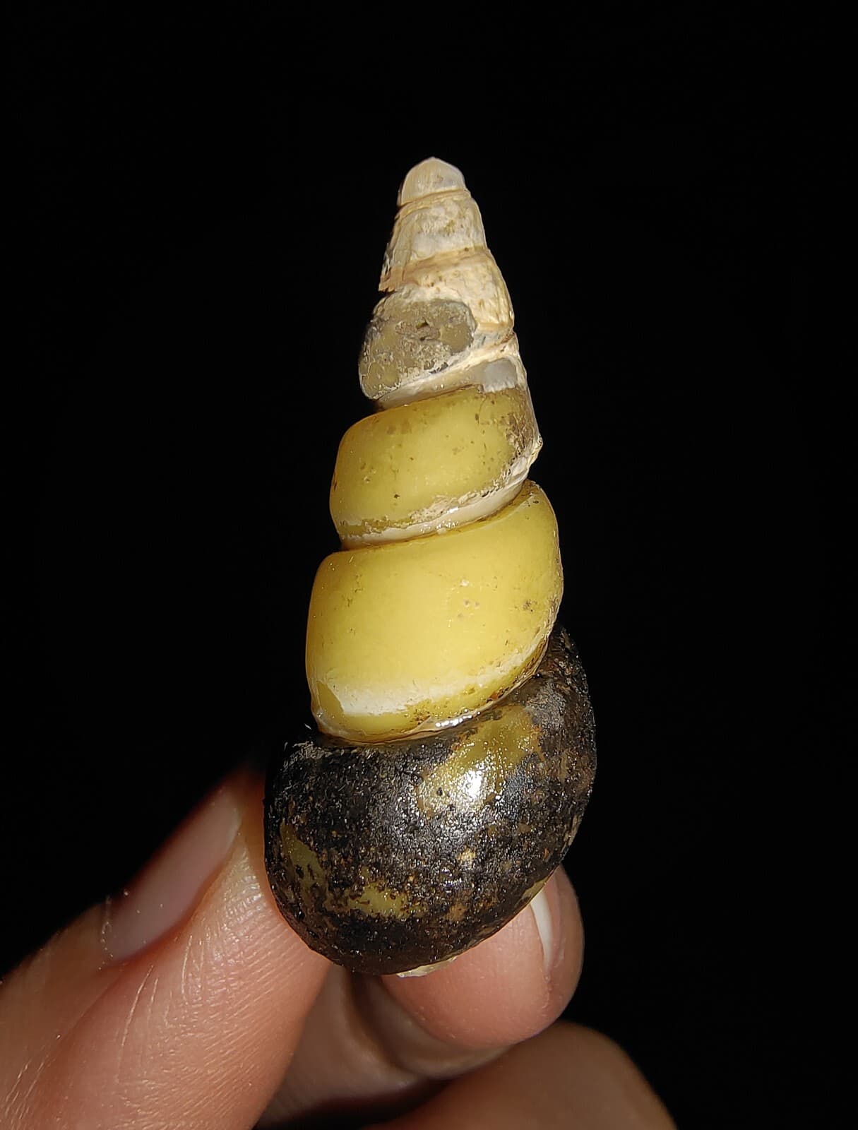 SEA SHELL FOSSIL, GASTROPODA, THIARIDAE, FROM JAVA, INDONESIA, 34MM 2