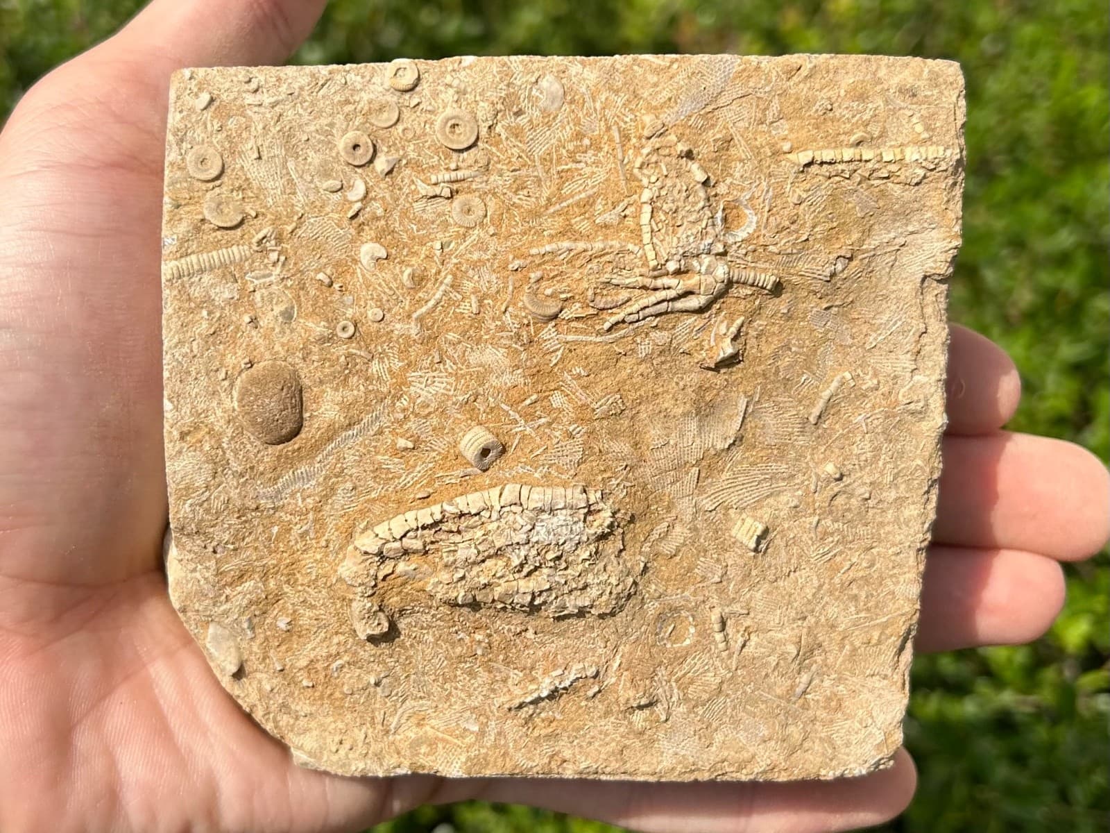 DOUBLE Fossil Crinoids in Matrix Aphelecrinus Alabama Bangor Limestone Formation 6