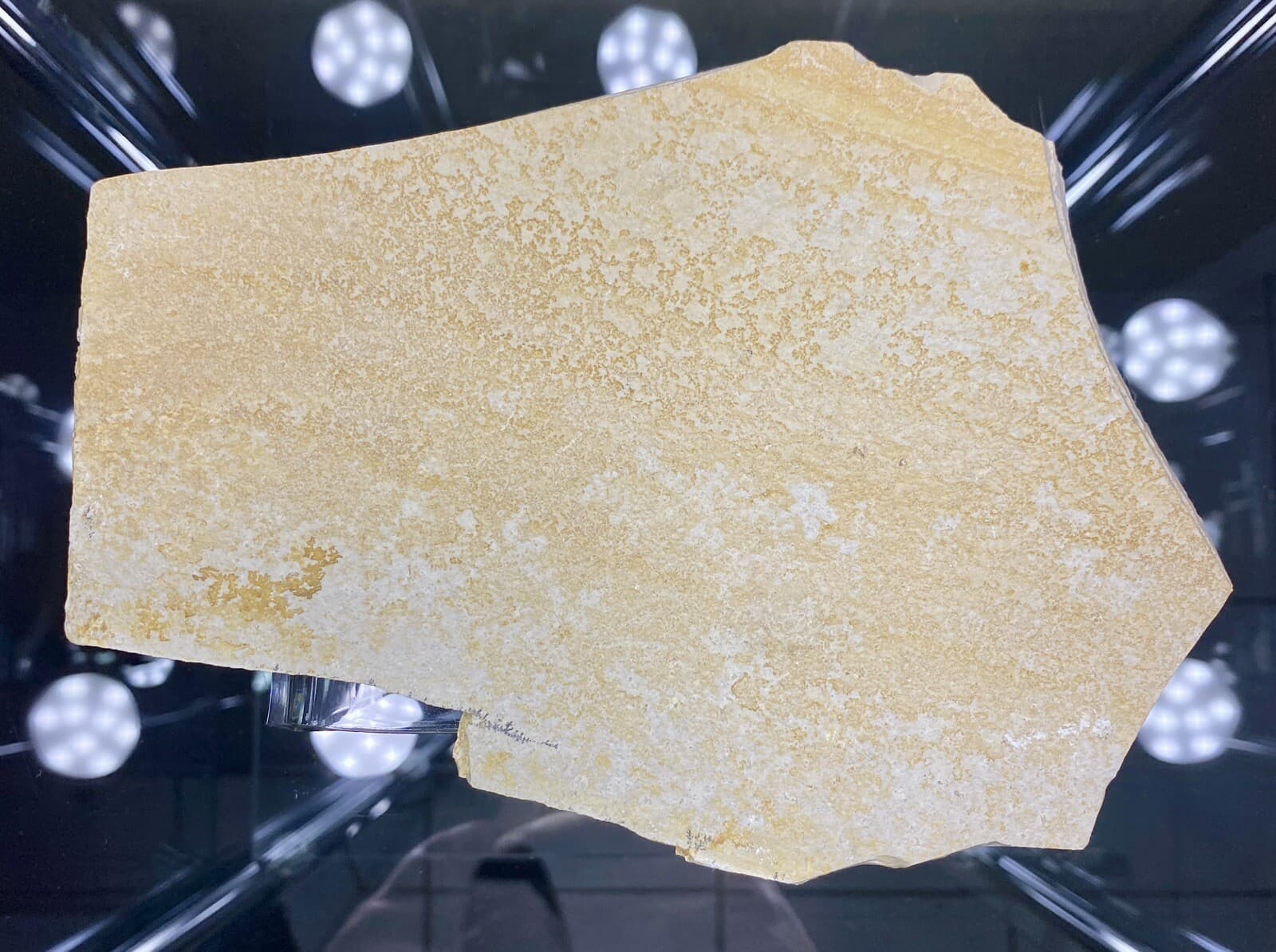 LARGE Jurassic Shrimp Fossil Mecochirus Longimanatus Solnhofen Eichstatt Germany 6