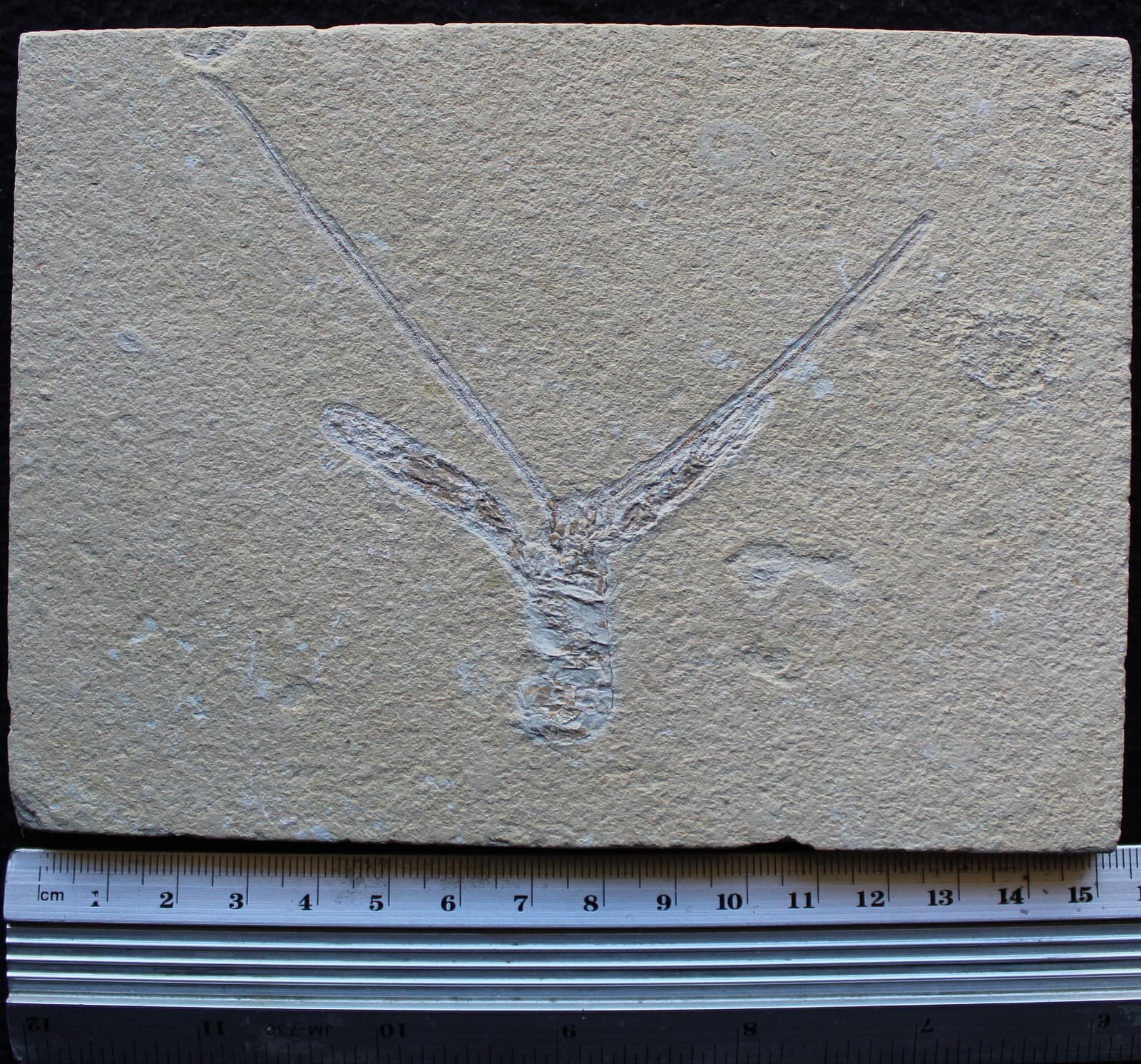 Pseudostacus 38 - Homarus Lobster - Nice Antennas - Cretaceous Fossils Lebanon 2