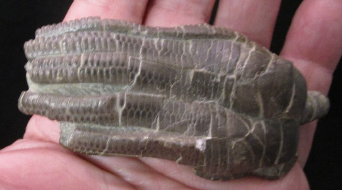 Beautiful Triassic Fossil Crinoid Crown Encrinus liliiformis from Germany 2