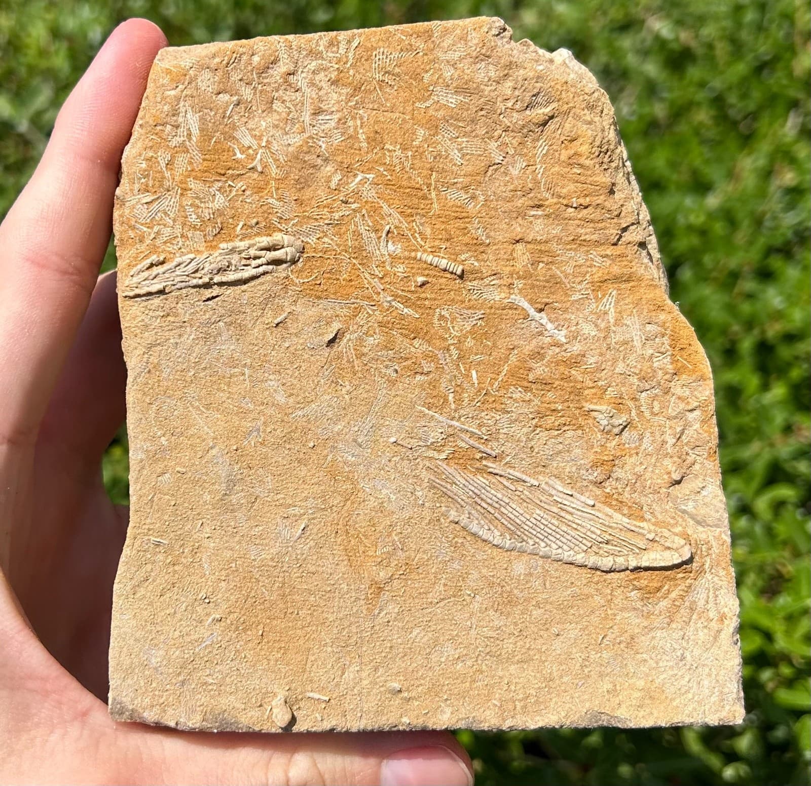 DOUBLE Fossil Crinoids in Matrix Harmostocrinus Aphelecrinus Alabama Bangor Fm