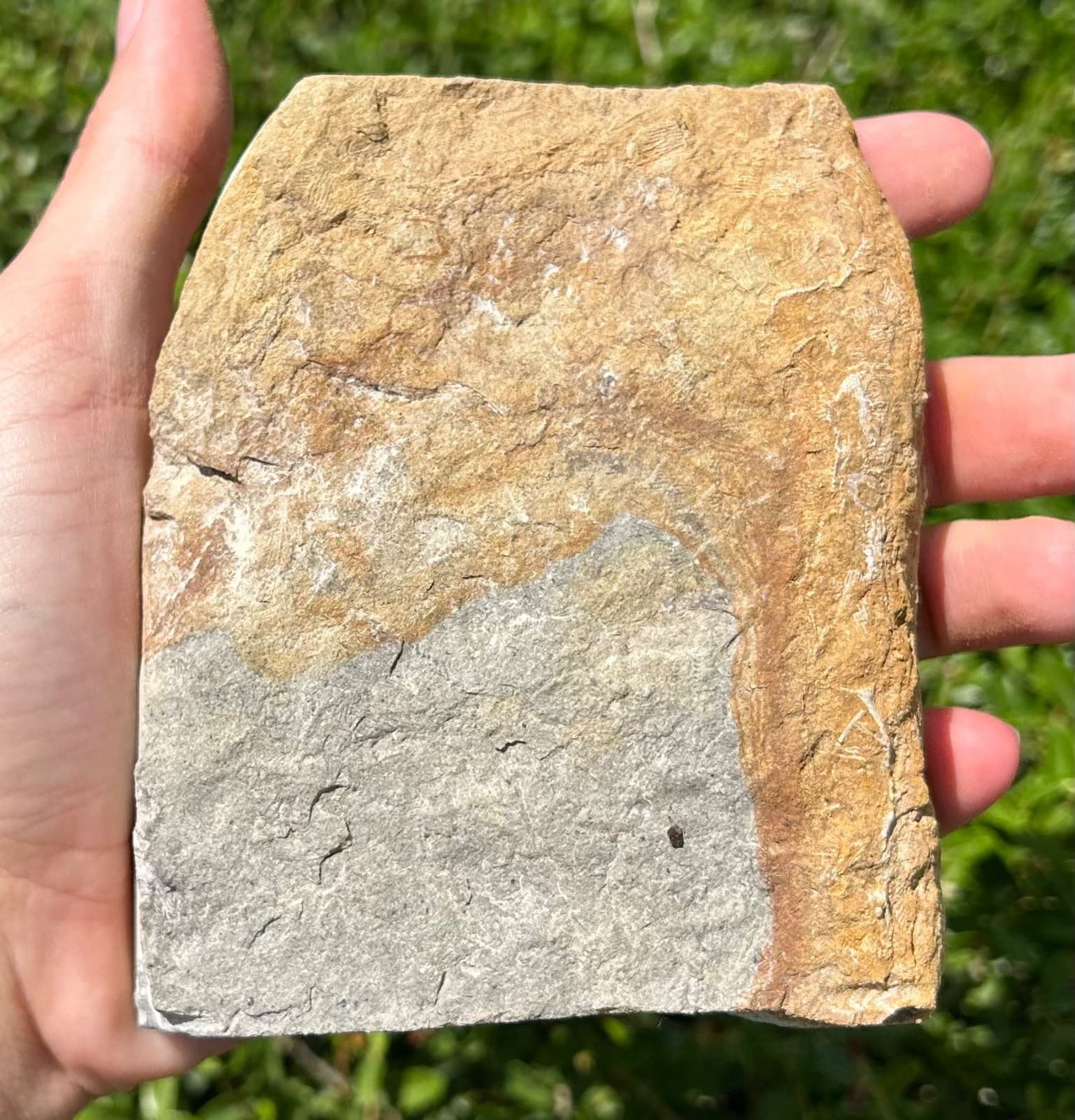 DOUBLE Fossil Crinoids in Matrix Harmostocrinus Aphelecrinus Alabama Bangor Fm 6