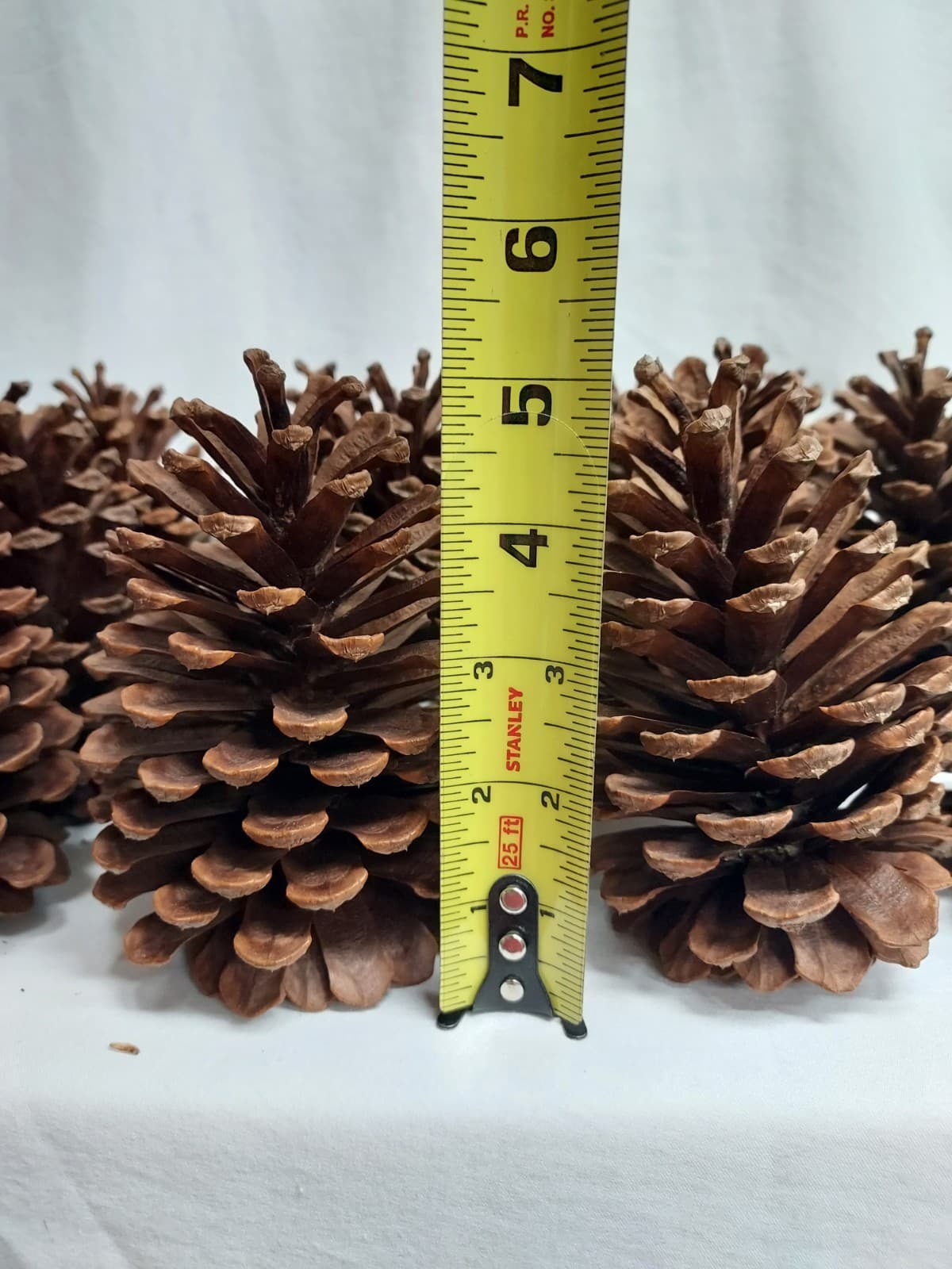 12 Medium Slash Pine Cones 5-5.5" Georgia Pinecones - Crafting, Decorating 2