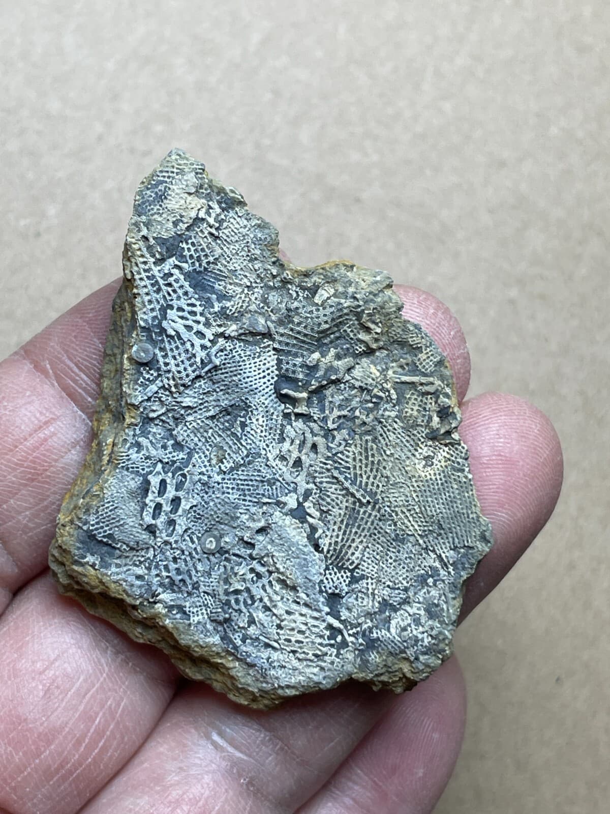 22g Bryozoa specimen from Carboniferous 4