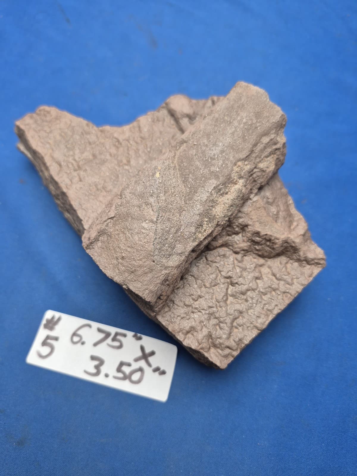 RARE Sponge-like Animal Fossils