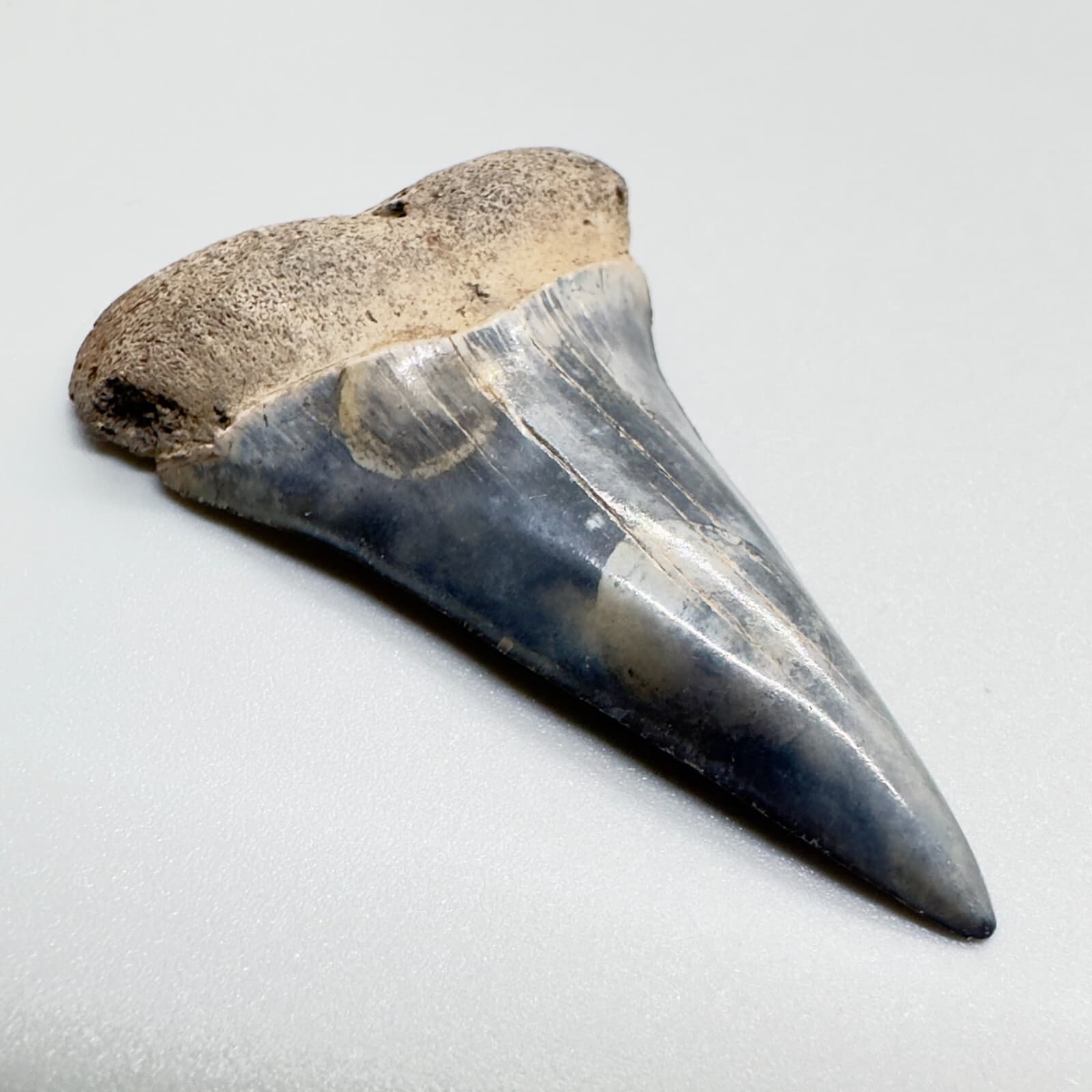 Colorful High Quality 1.99" Fossil EXTINCT MAKO Tooth - SC 2