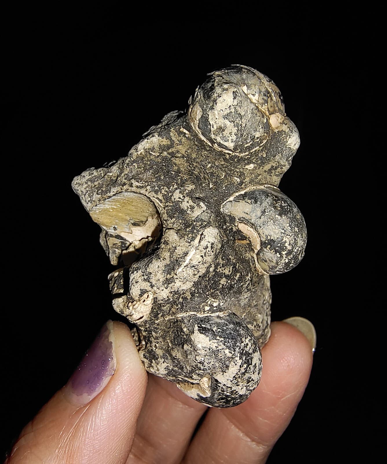 SEASHELL FOSSIL, GASTROPOD THIARIDAE ON MATRIX, FROM JAVA, INDONESIA, 30MM 5