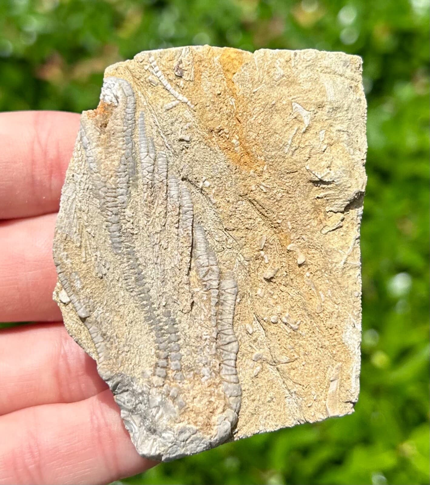 Alabama Fossil Crinoid in Matrix Alcimocrinus Bangor Limestone Formation