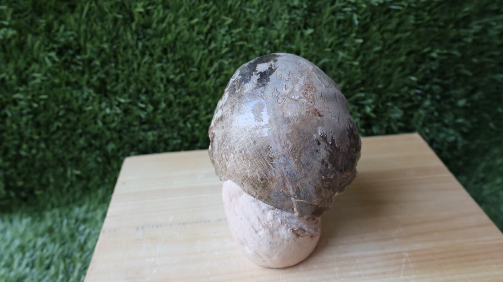 3.5 inch Ammonite Nice Fagesia Ammonite Fossil Moroccan fossils N187 4