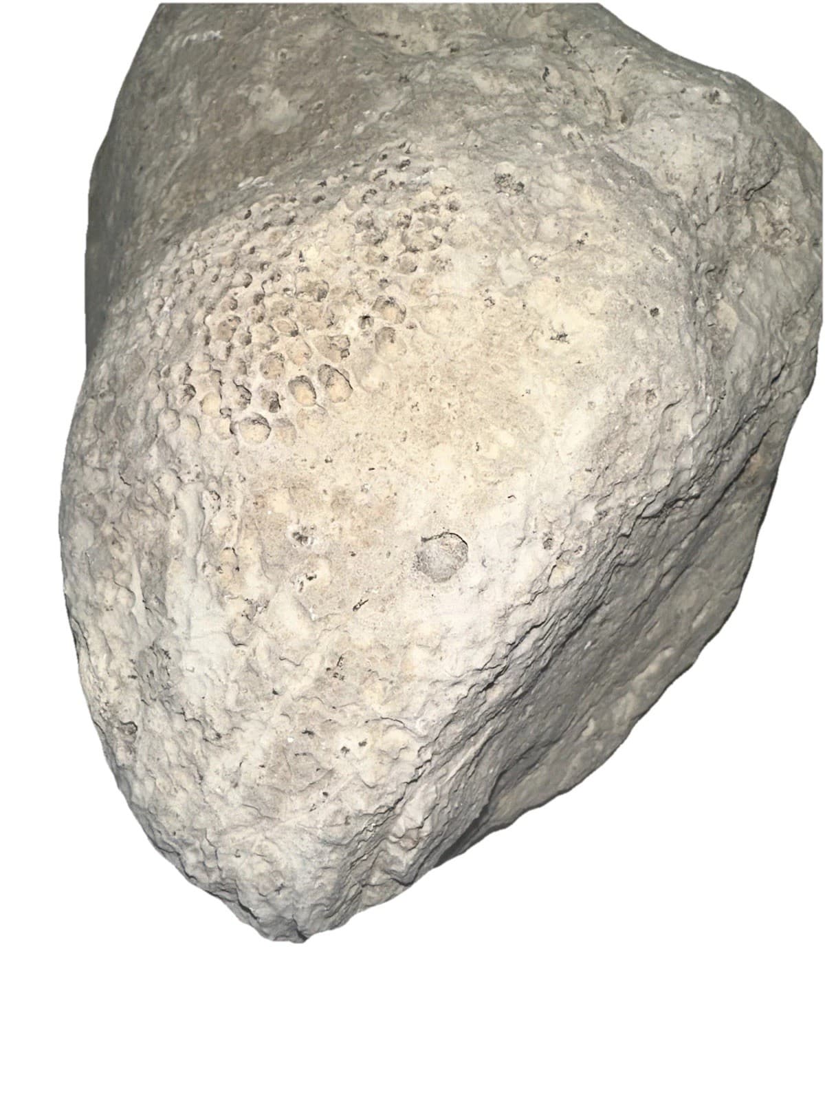 Large Raphidonema Sponge Fossil Specimen from the Cretaceous Period Southern, NV 5