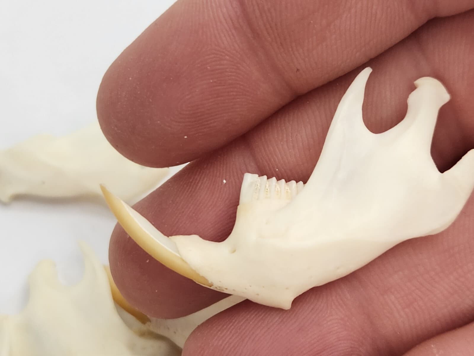 Real Muskrat Half Jaw - A Grade Generic - Ondatra zibethicus - USA  5