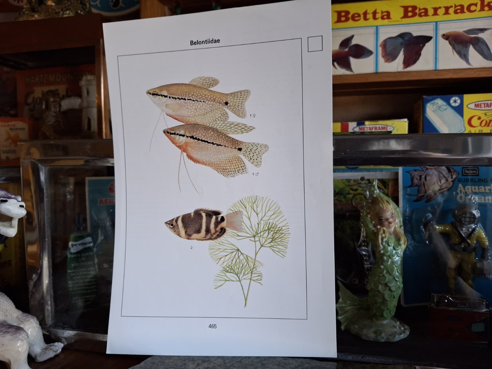 Vintage Old Aquarium Pet Tropical Fish 8" × 10" Pearl & Chocolate Gourami Print 3