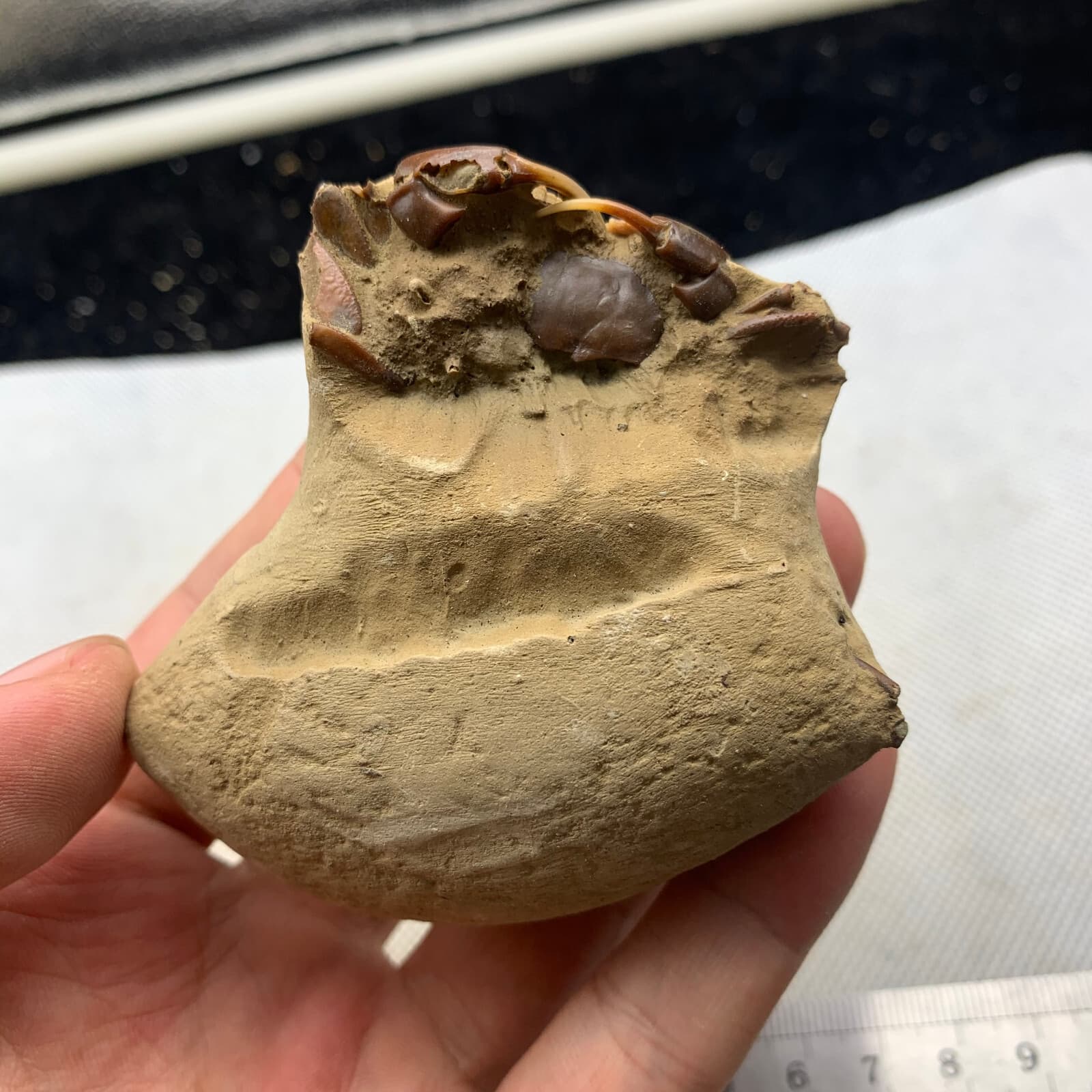 Jurassic Period Perfect Crab Fossil Dinosaur Age 3