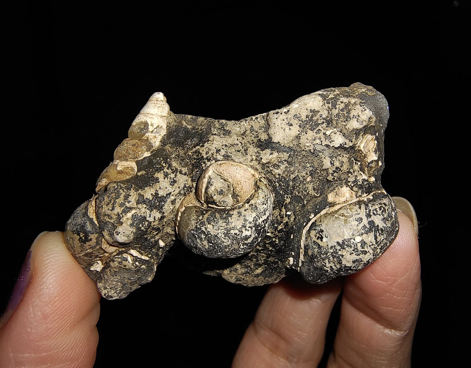 SEASHELL FOSSIL, GASTROPOD THIARIDAE ON MATRIX, FROM JAVA, INDONESIA, 30MM 2