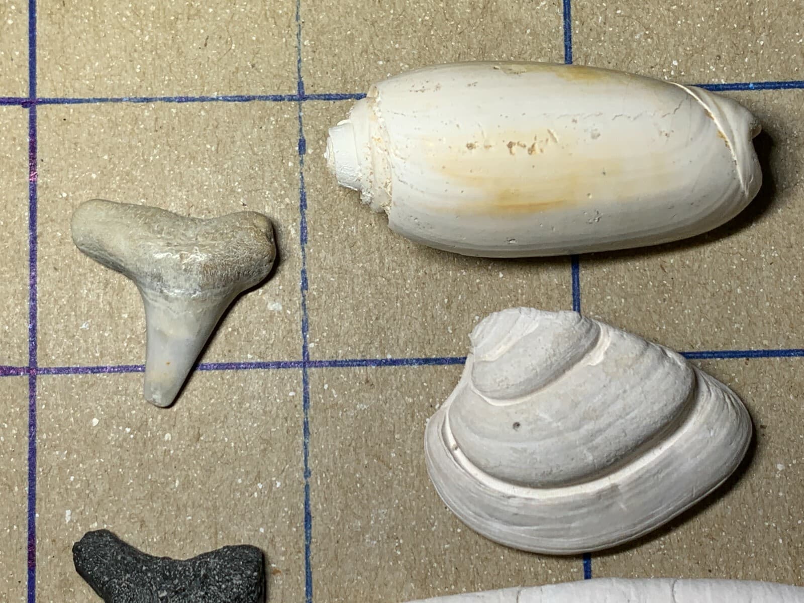 ☆Fossil Specimen 10 Pack - Berkeley Quarry S.C. - Barnacle-Dentalium-Teeth ☆303 4