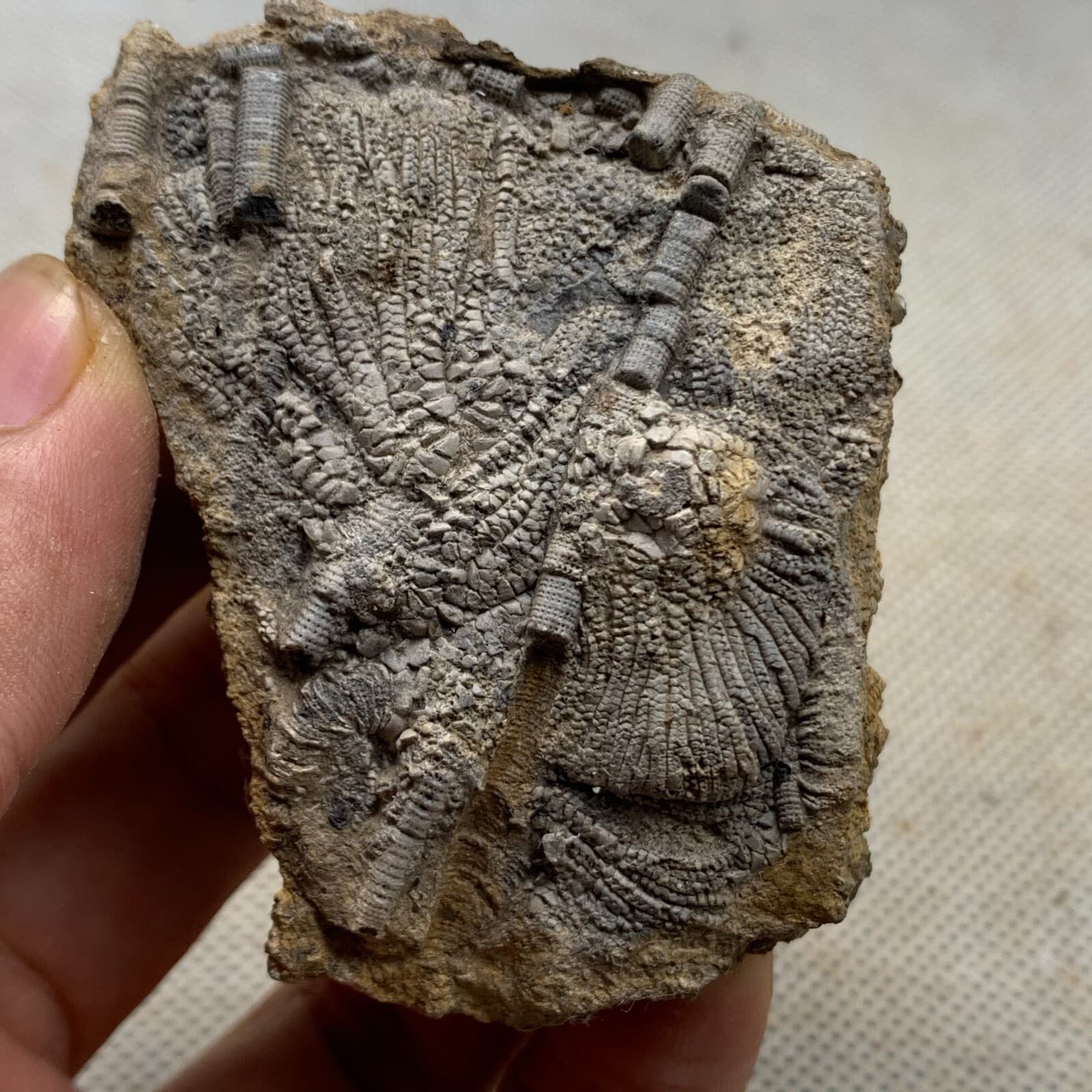 100 grams of fossils of crinoid from the Guanling Biota in Guizhou