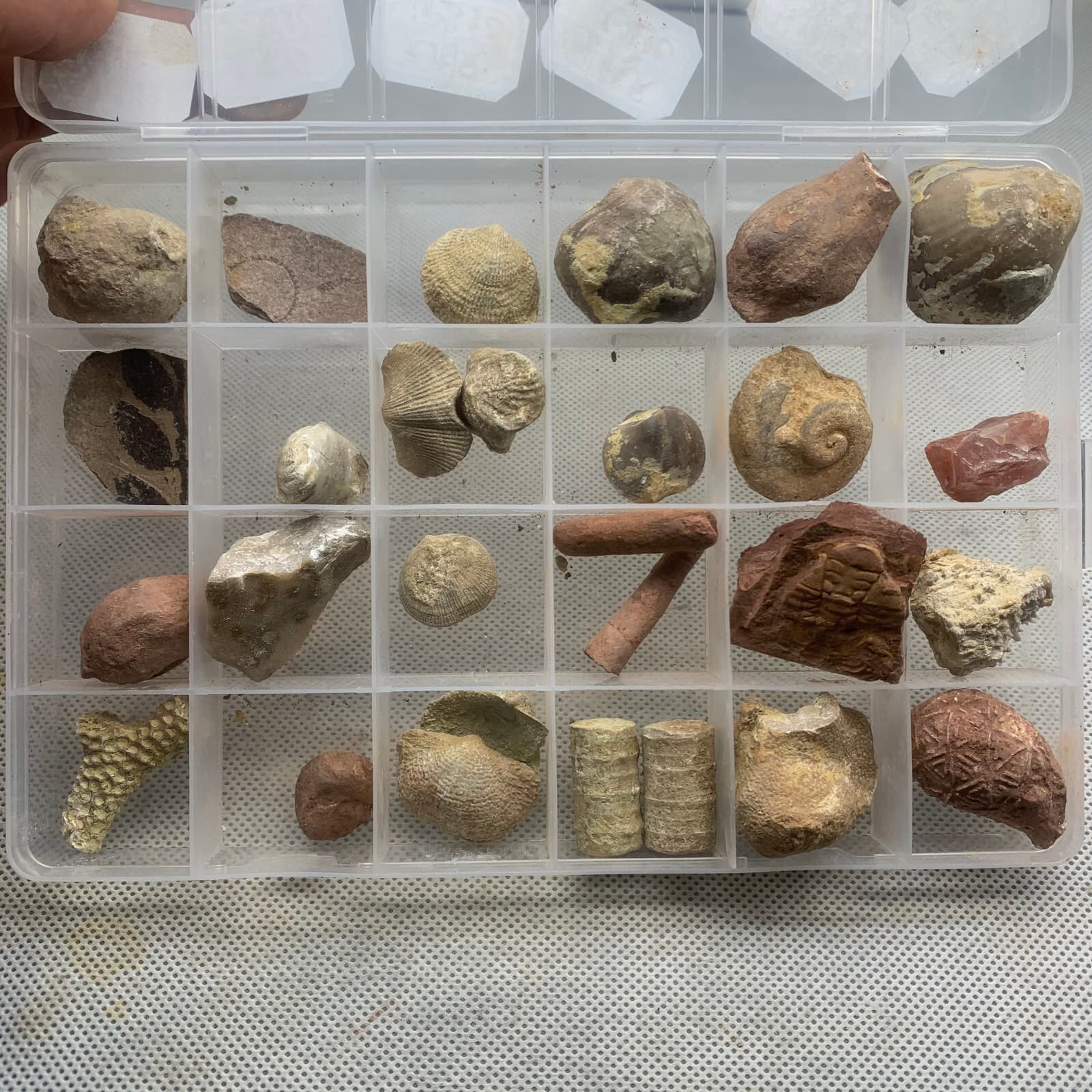 24 fossil specimens from China