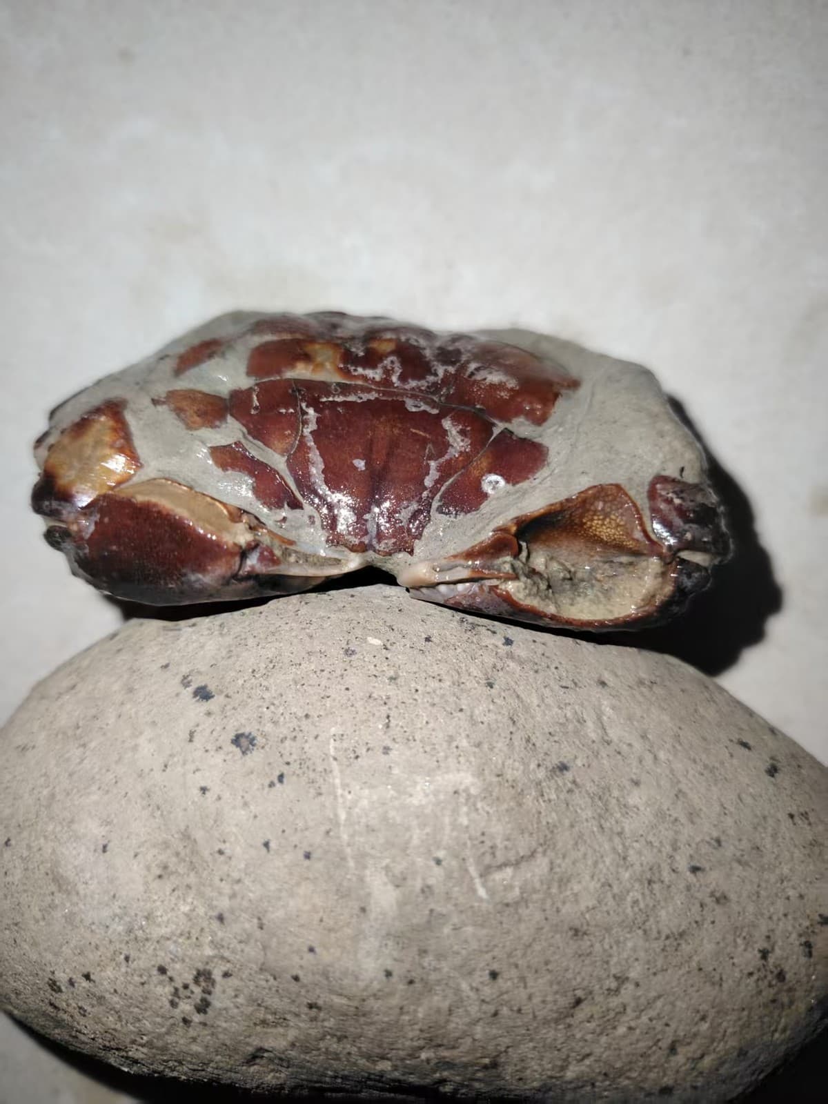 Cretaceous natural crab fossils. Paleontological specimens 2