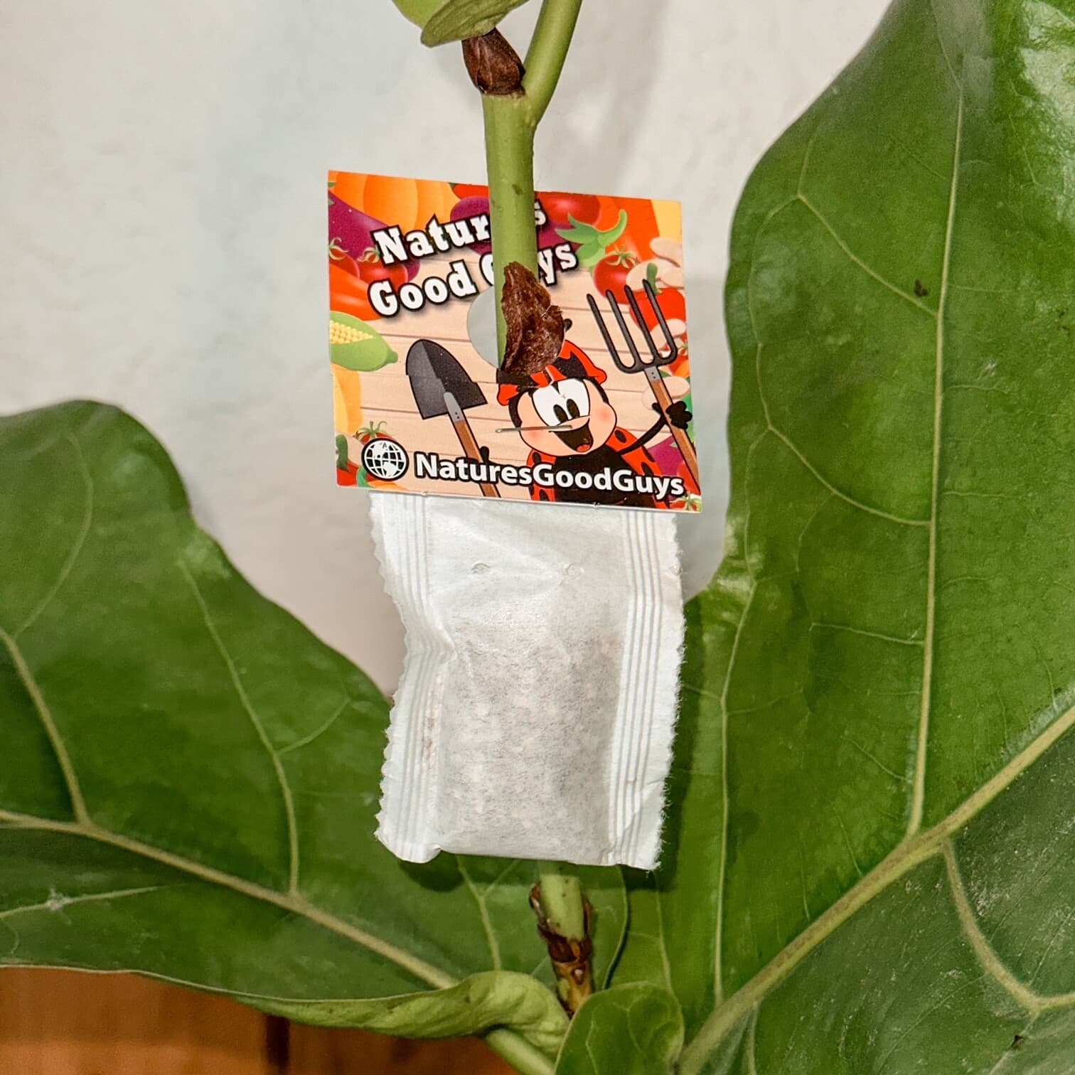 Slow Release Sachet - Amblyseius Swirskii - Predatory Spider Mite Control