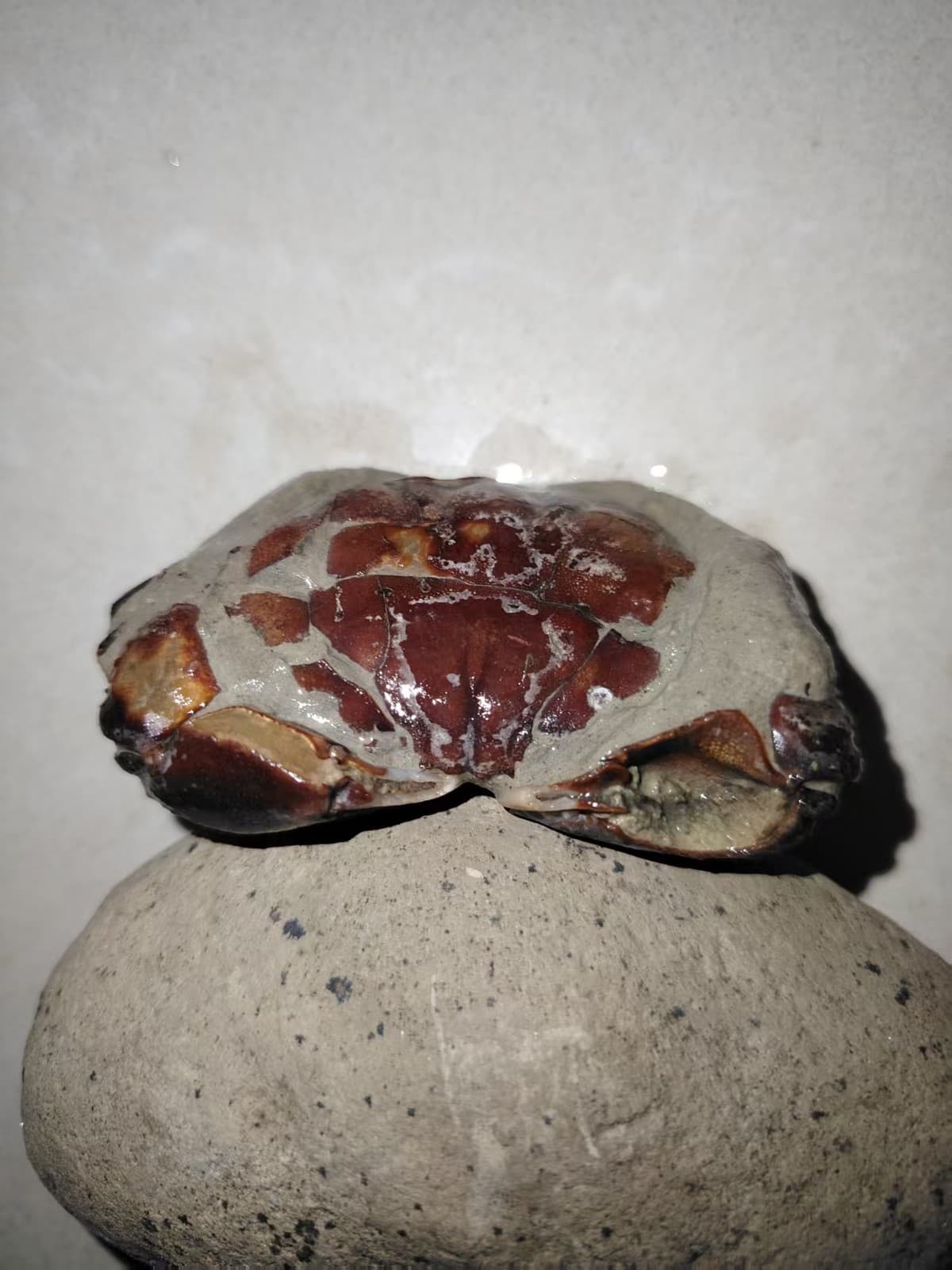 Cretaceous natural crab fossils. Paleontological specimens