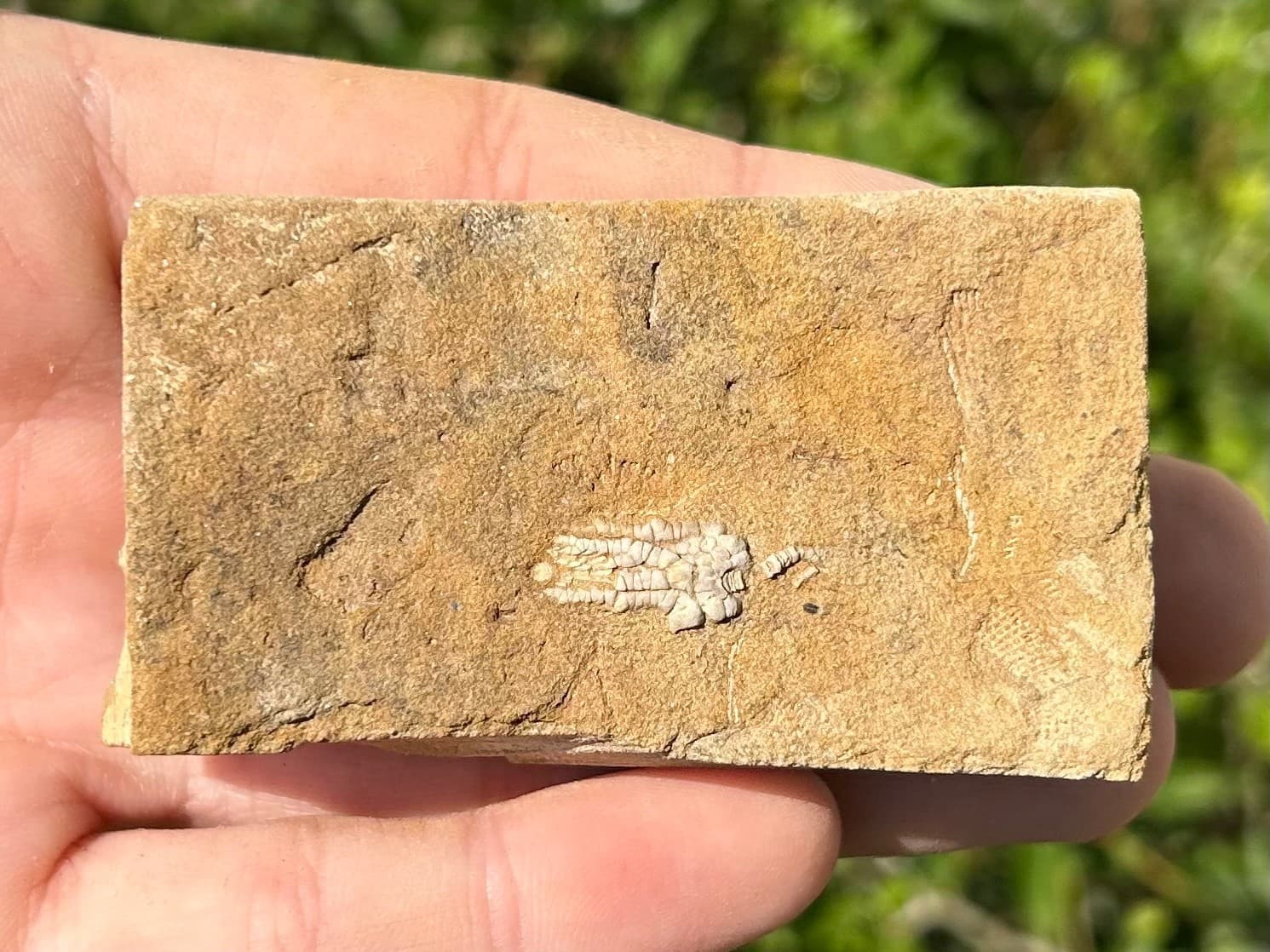 Rare Fossil Crinoid in Matrix Pachylocrinus Alabama Bangor Limestone Formation 5