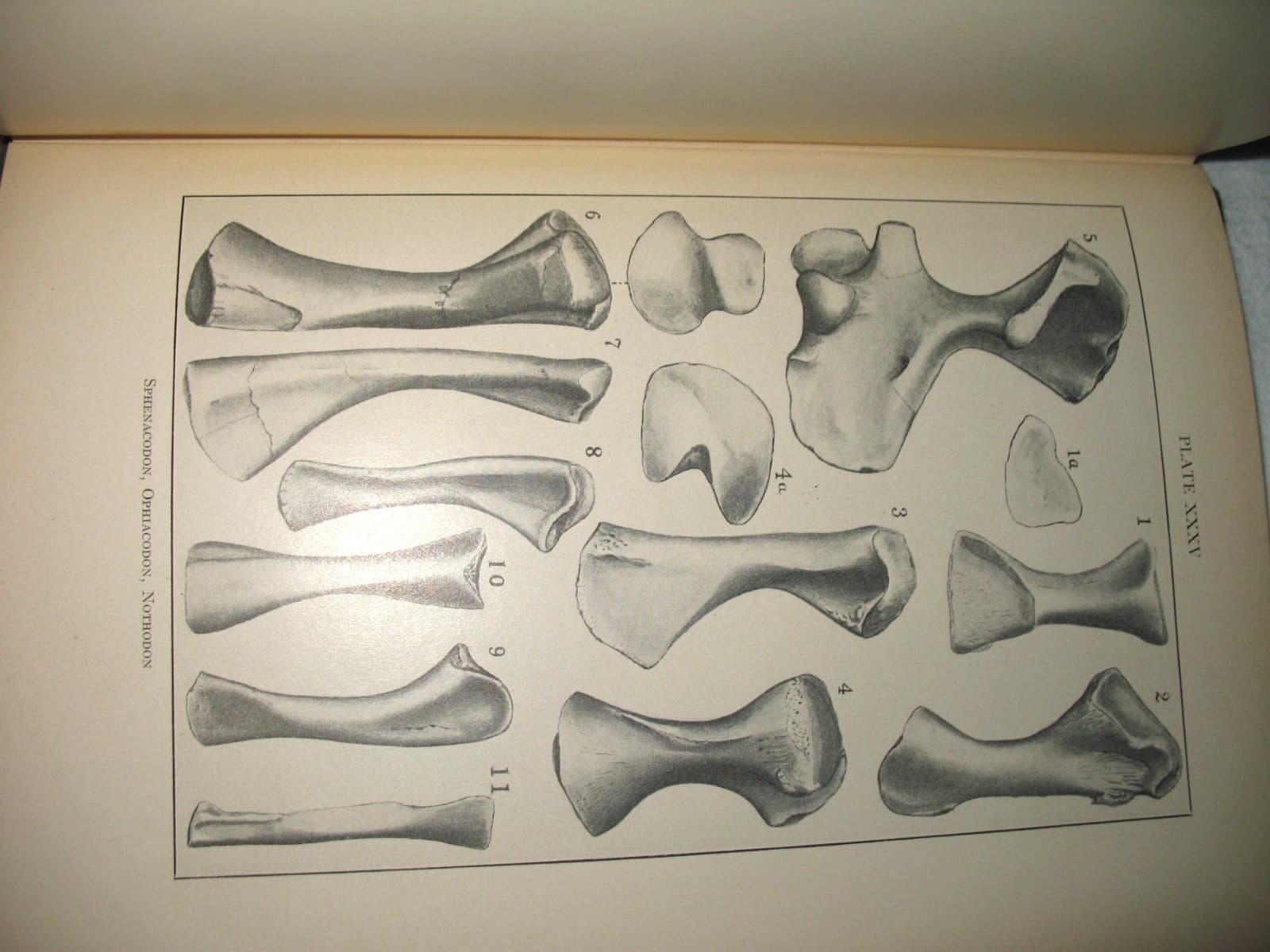 American Permian Vertebrates Williston 1911 Original HB Book excellent fossils 6