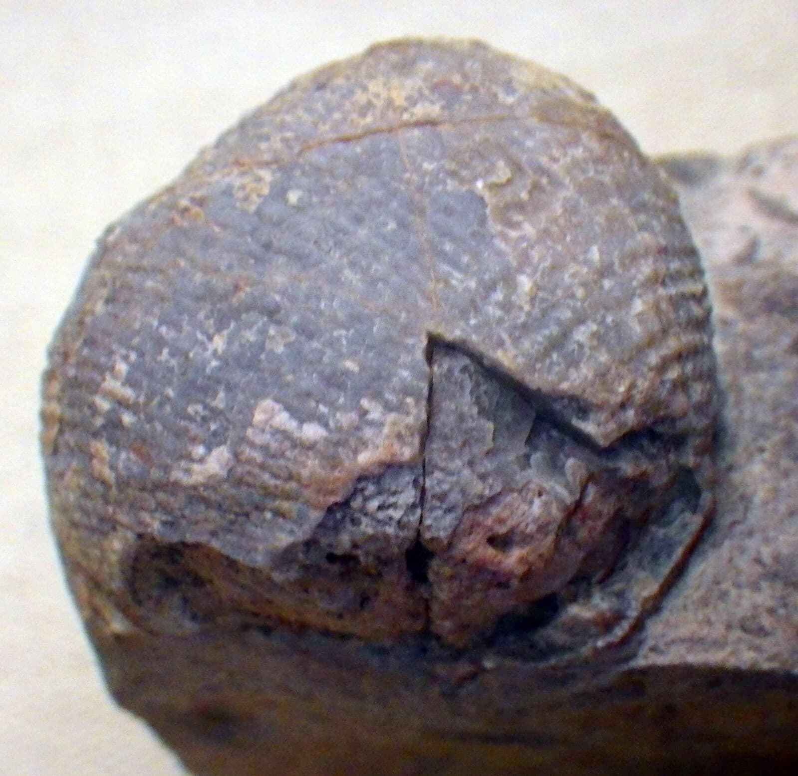 Strange Paleo Shell Fossil with base Native  5