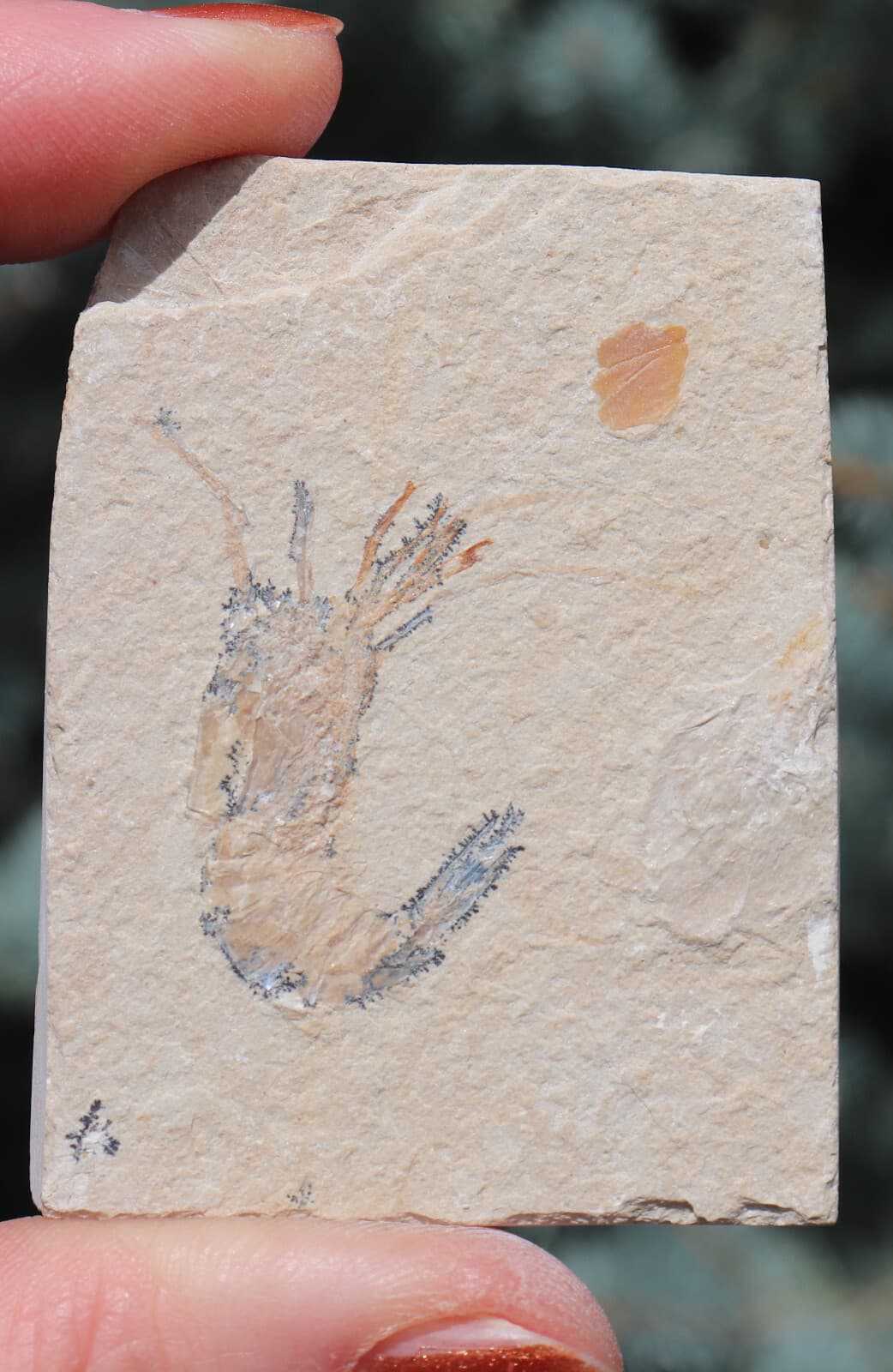 Fossil Shrimp From Solnhofen Germany - 150 MILLION YRS OLD  JURASSIC 6.0 Cm's 6