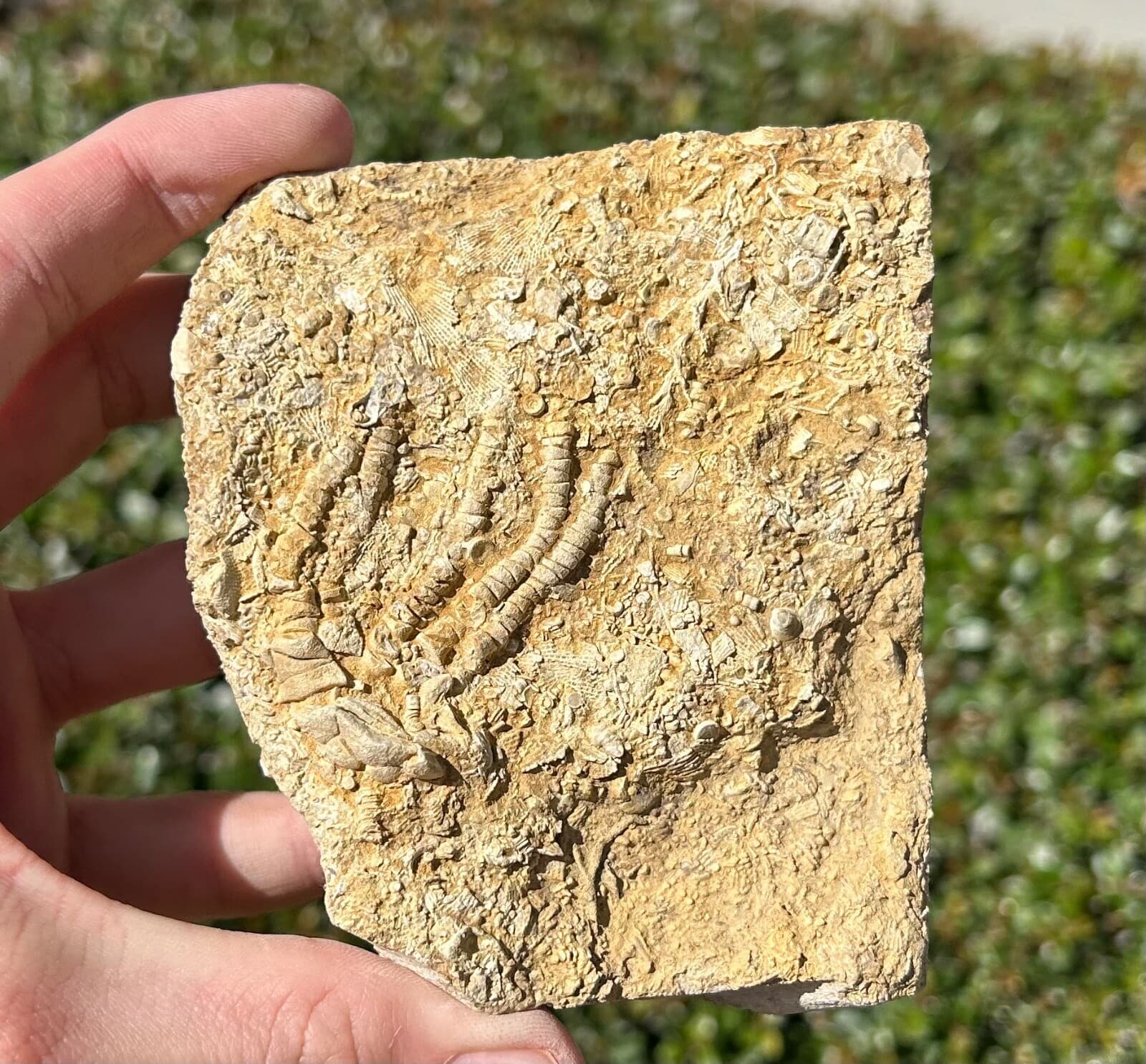 Alabama Fossil Crinoid in Matrix Oklahomacrinus Bangor Limestone Formation 5