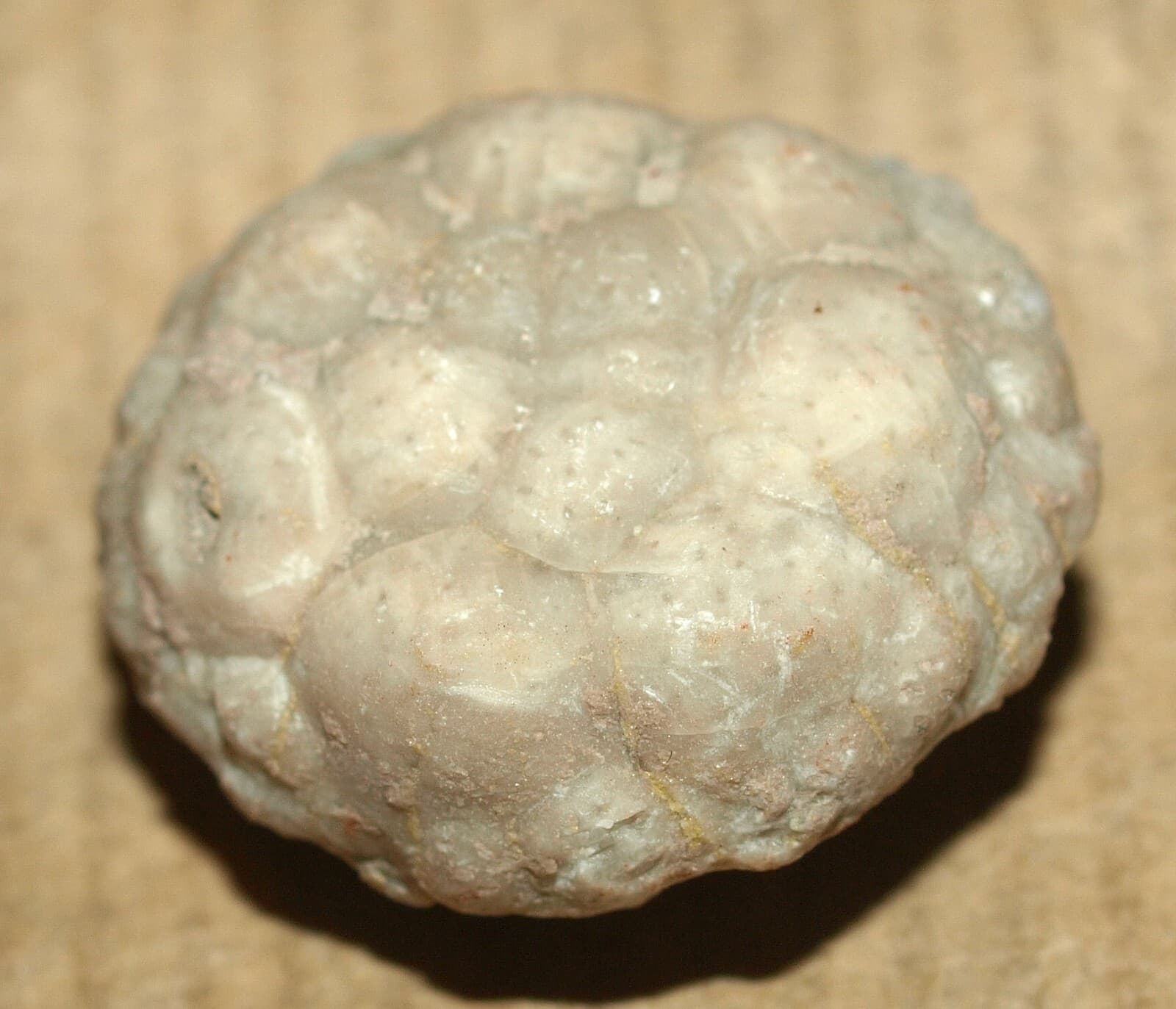 SUPER Rare! Amazing Echinoderm species- Protocrinites fragum Eichwald,1860   5