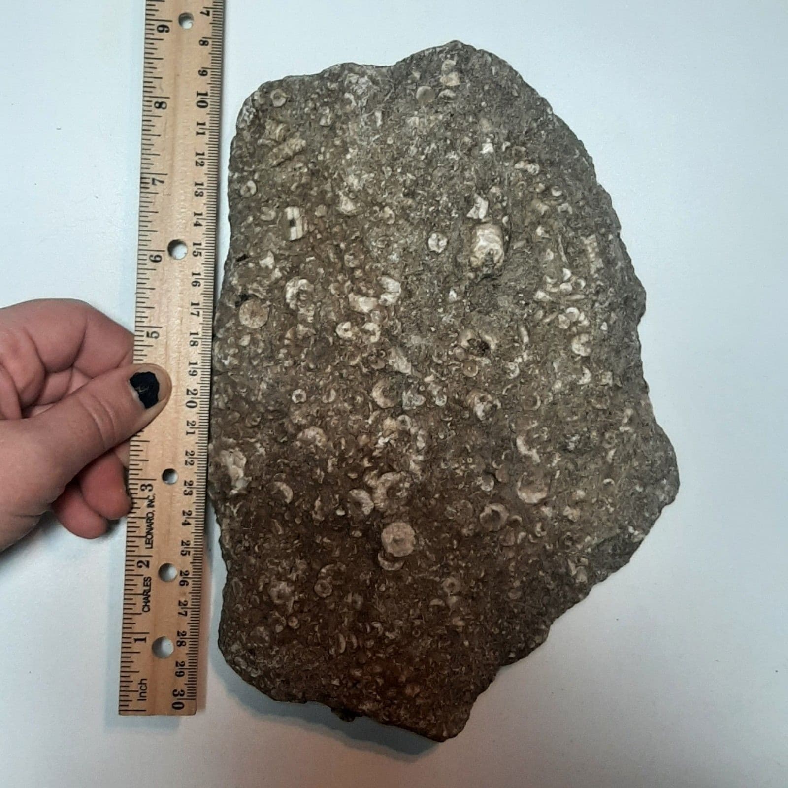 Crinoid Fossils In Matrix 4