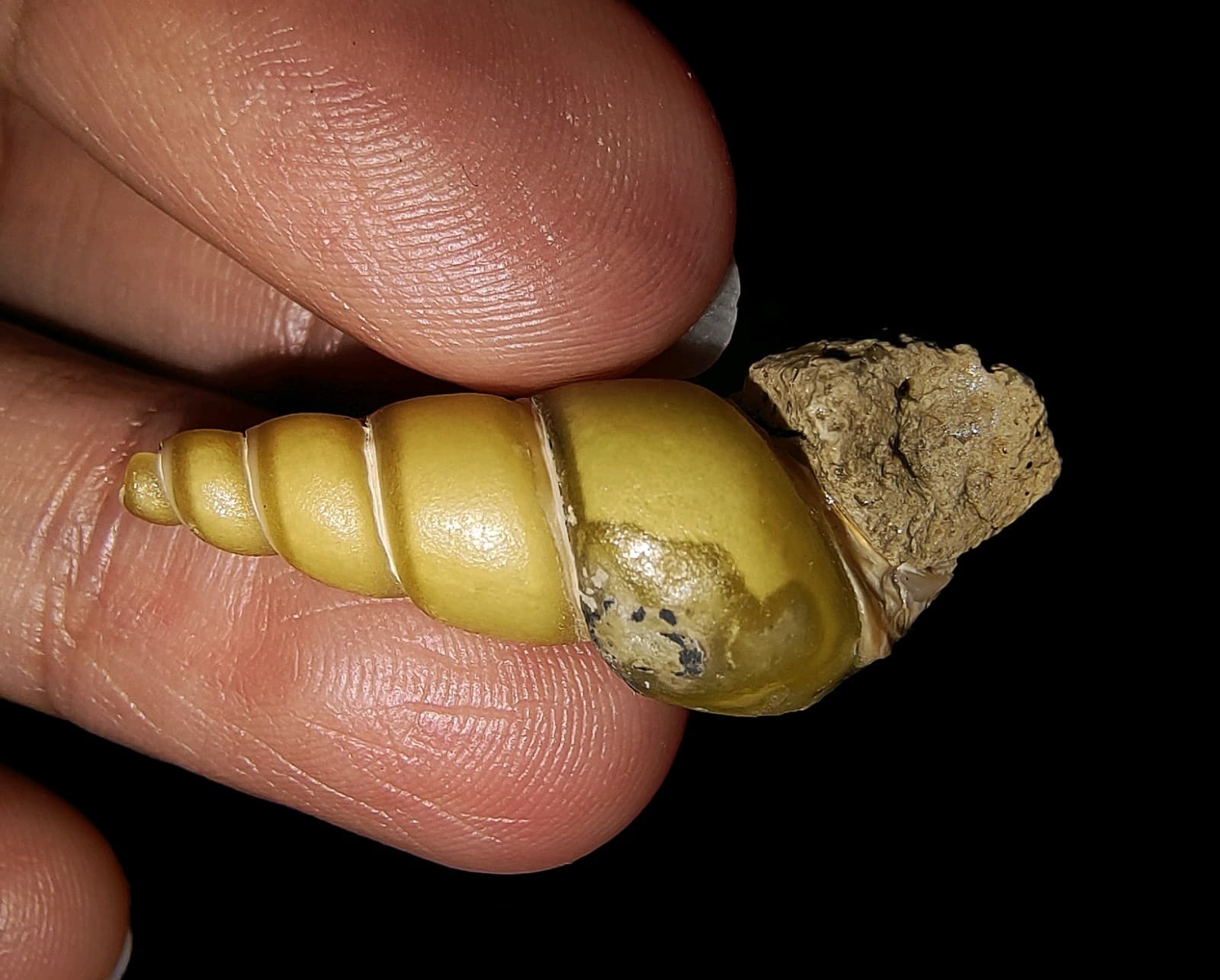 SEA SHELL MOLLUSCA FOSSIL, GASTROPODA, THIARIDAE, FROM JAVA, INDONESIA 29MM 5