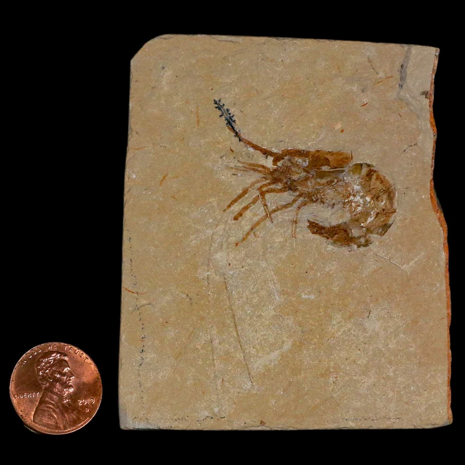 1.4" Fossil Shrimp Carpopenaeus Cretaceous Age 100 Mil Yrs Old Lebanon COA 3