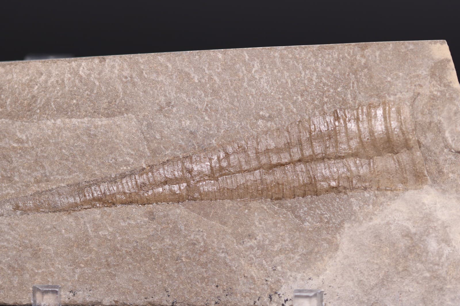 Reticycloceras fossil nautiloid Mississippian 3+" Bear Gulch Montana MT COA 7152 4