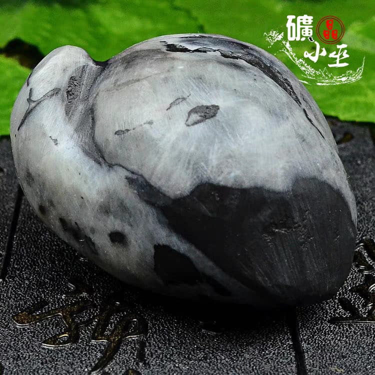 RARE prehistoric Jurassic Period invertebrate Stringocephalus fossil 3