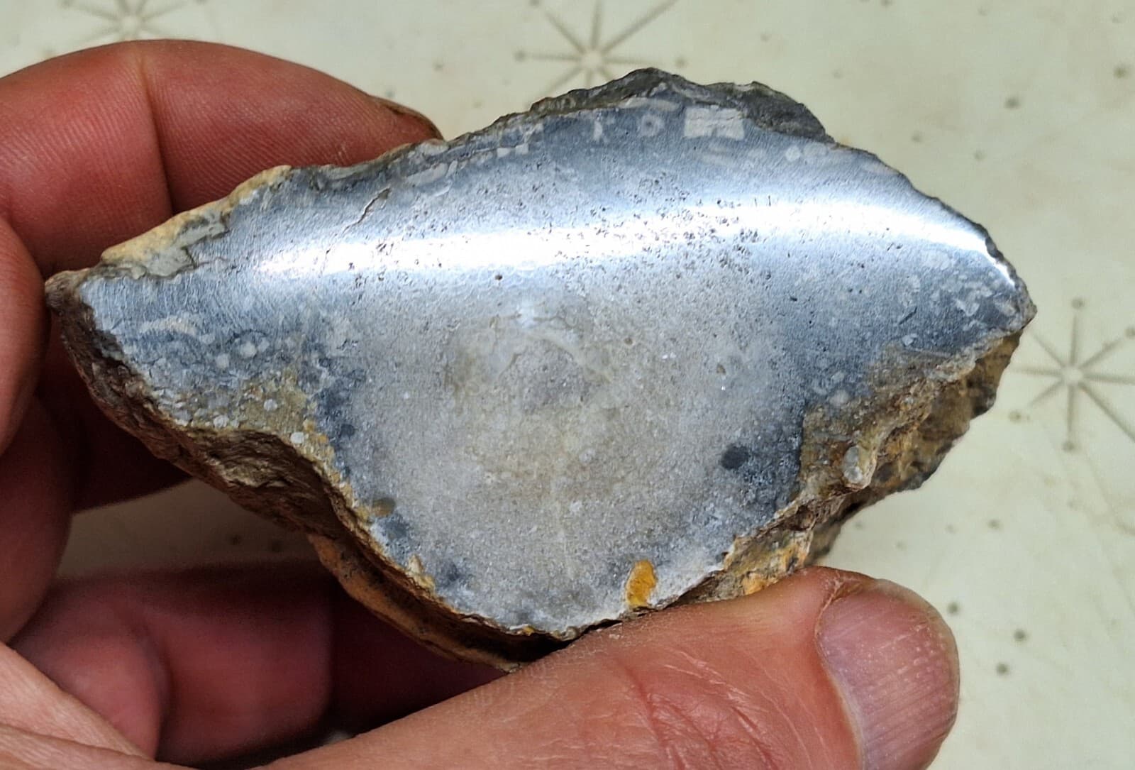 Large Fossil Horn Coral Devonian age Lake Huron Michigan - Cut And Polished Face 2