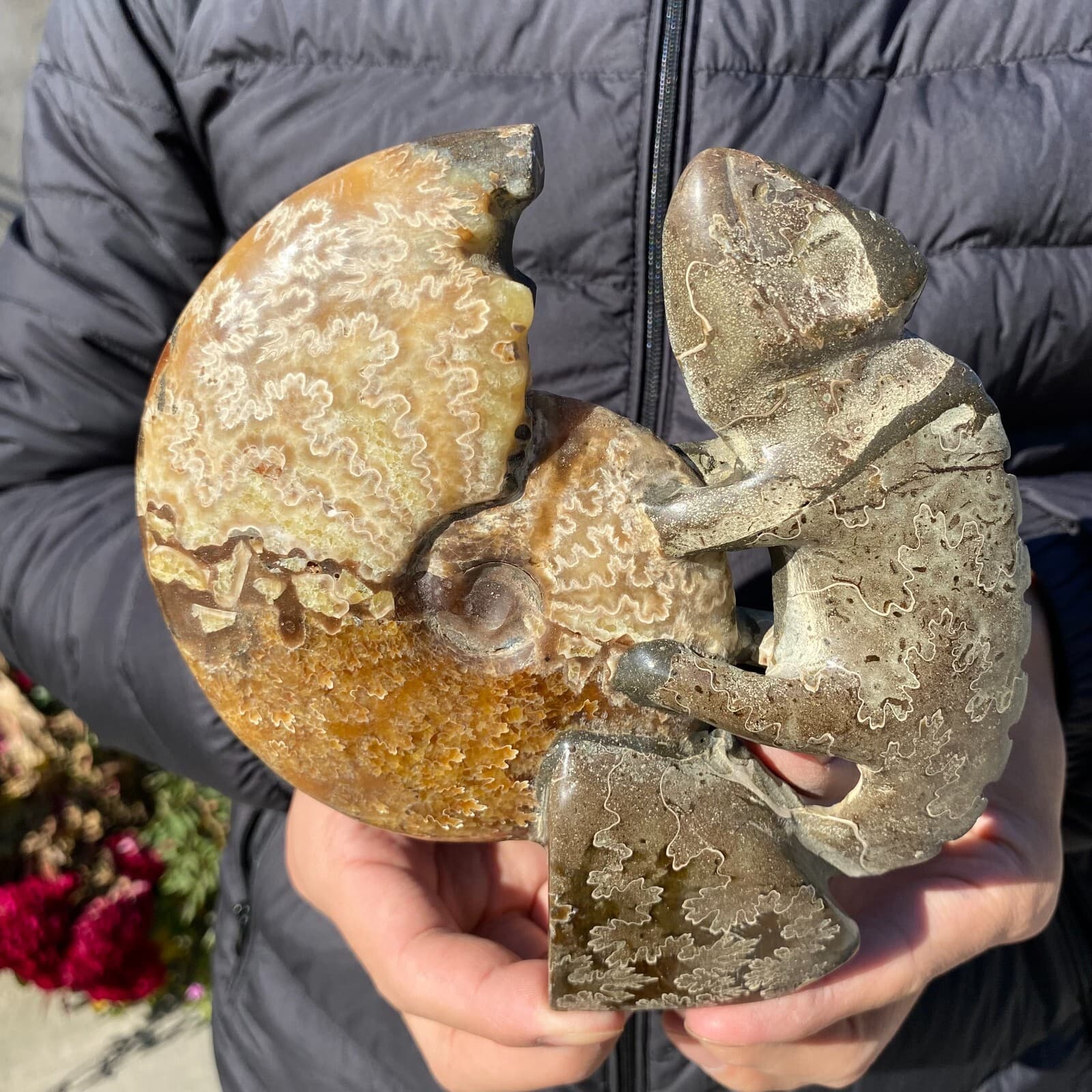 735g Natural Beautiful Ammonite Fossil Conch Crystal Specimen Healing 4