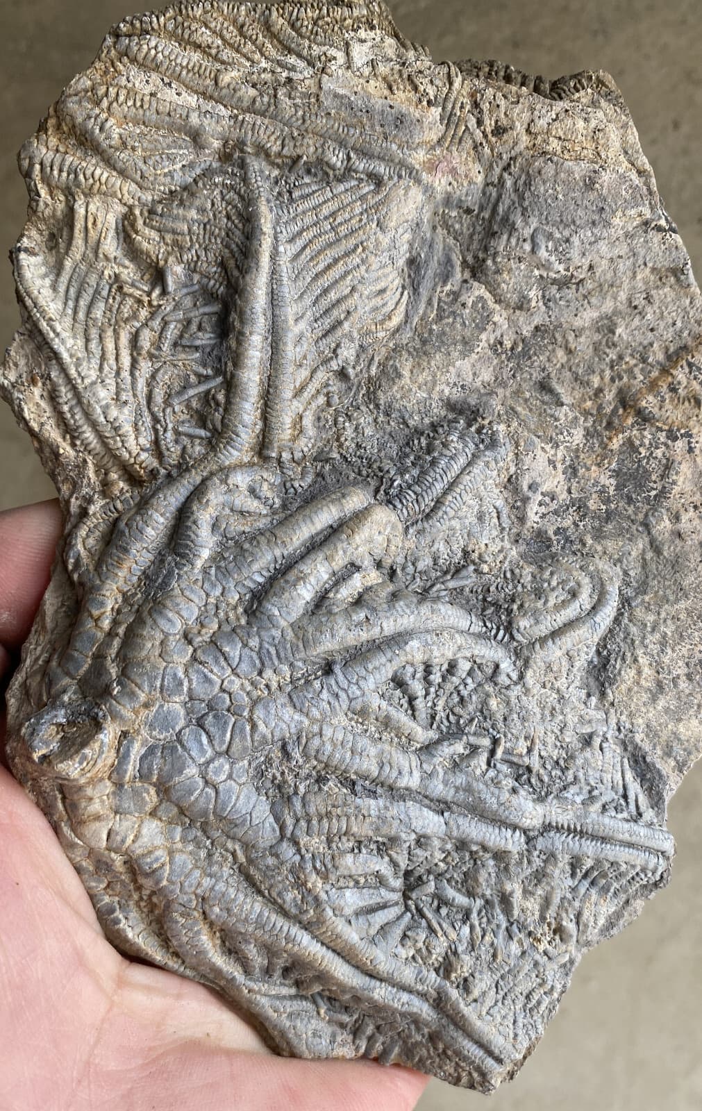 Natural Devonian prehistoric Jurassic biota crinoids Fossils