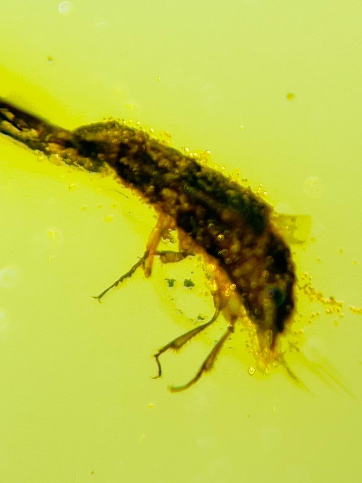 Fossil amber Insect burmite Burmese Cretaceous Beetle Insect Myanmar 4