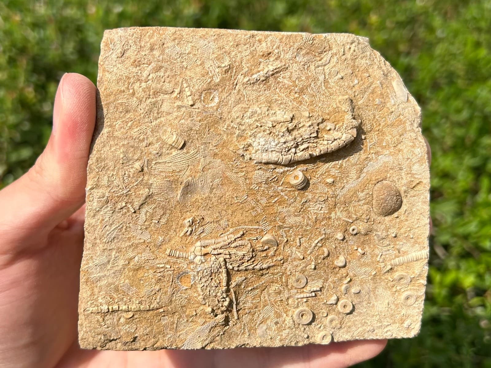 DOUBLE Fossil Crinoids in Matrix Aphelecrinus Alabama Bangor Limestone Formation 2