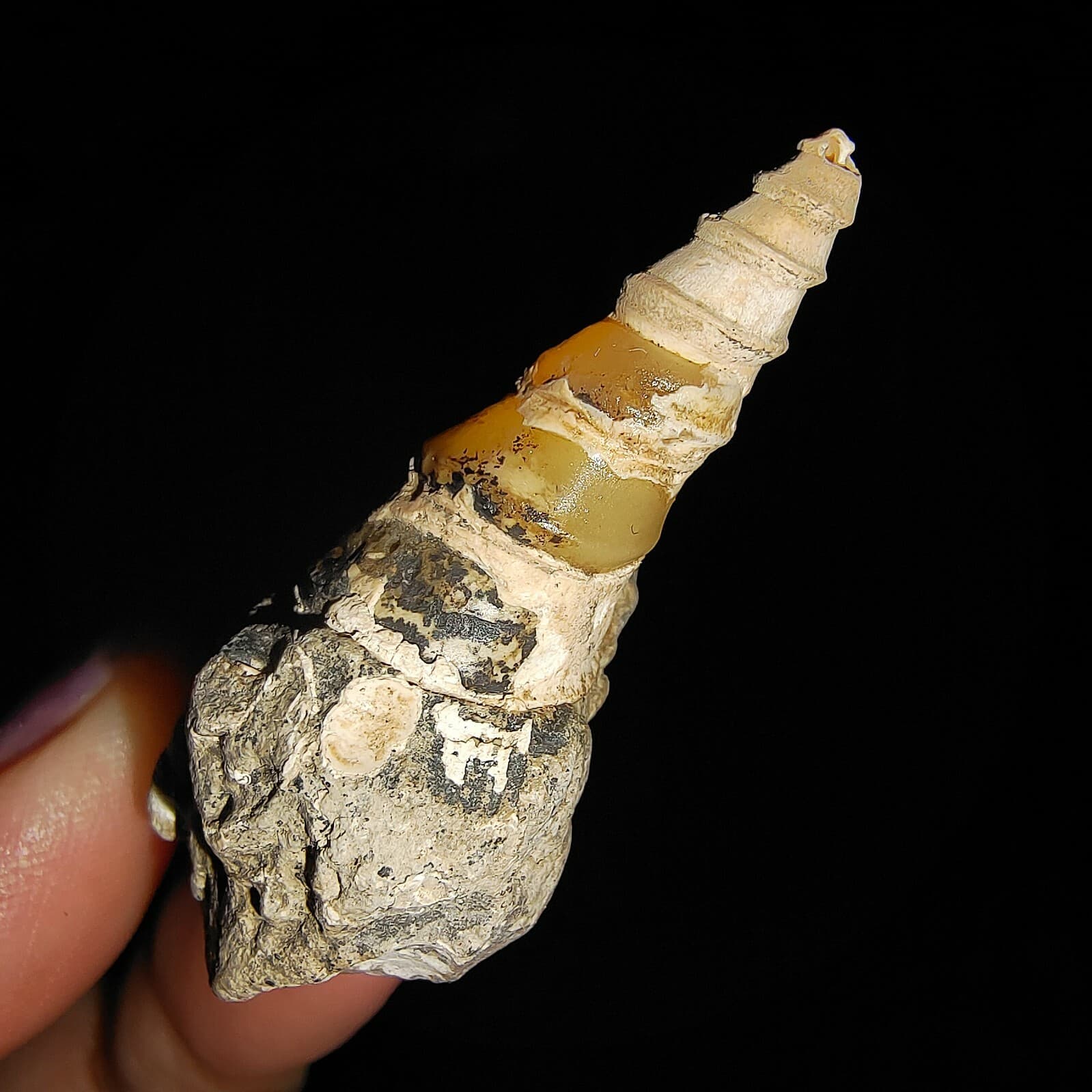 SEA SHELL FOSSIL, GASTROPODA, THIARIDAE ON MATRIX, FROM JAVA, INDONESIA, 30MM 5