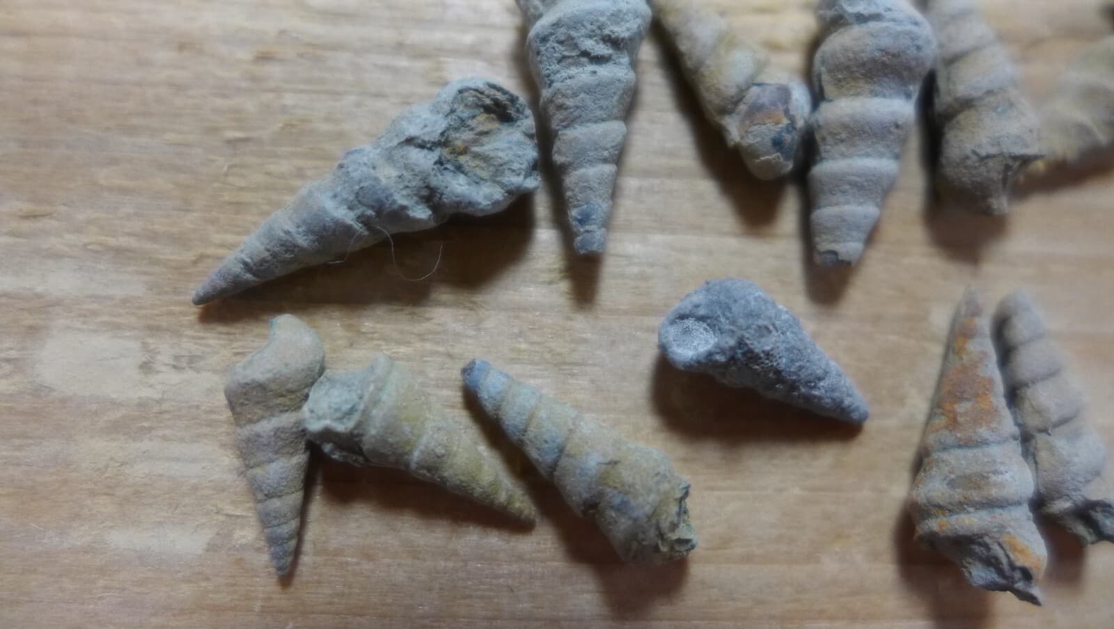 GEOLOGICAL ENTERPRISES Pennsylvanian fossil gastropods Pseudozygopleura sp lot 5