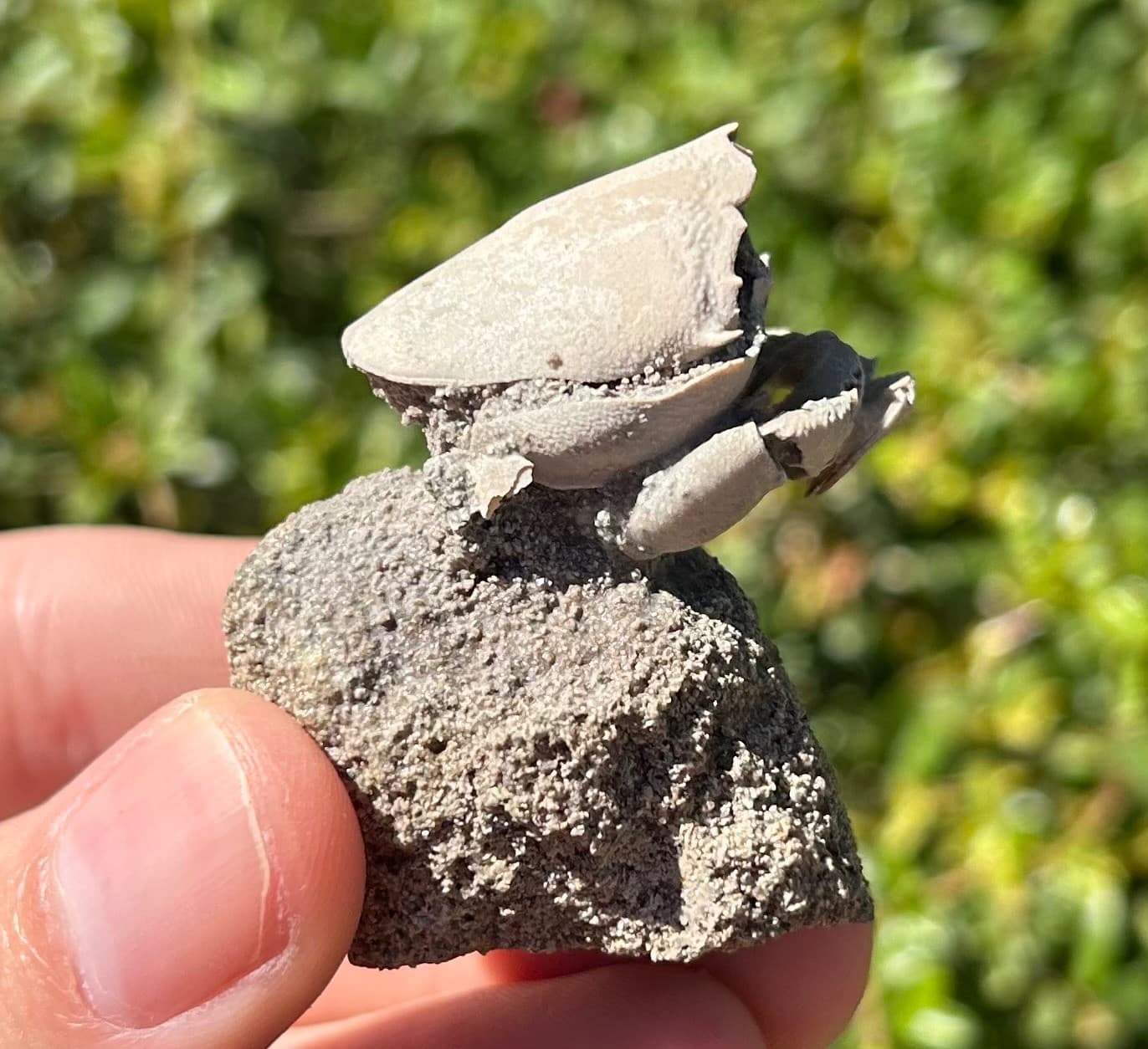 Florida Fossil Crab in Matrix Ranilia muriceta Pliocene Age Crustacean Rare 6